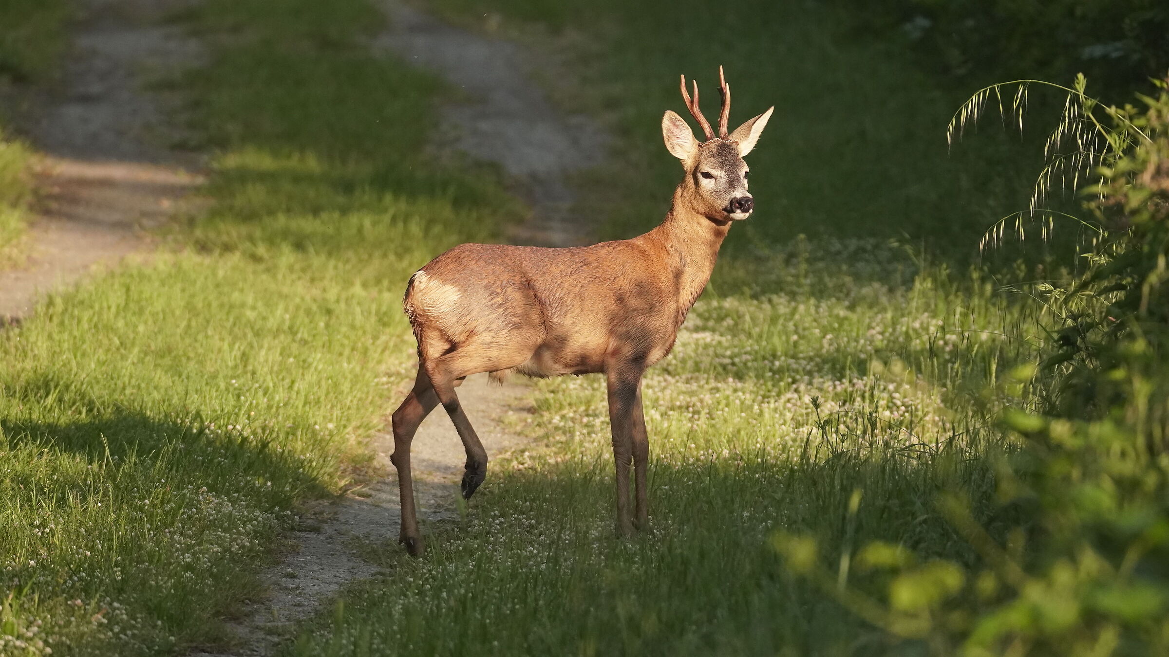 Close encounter with roe deer