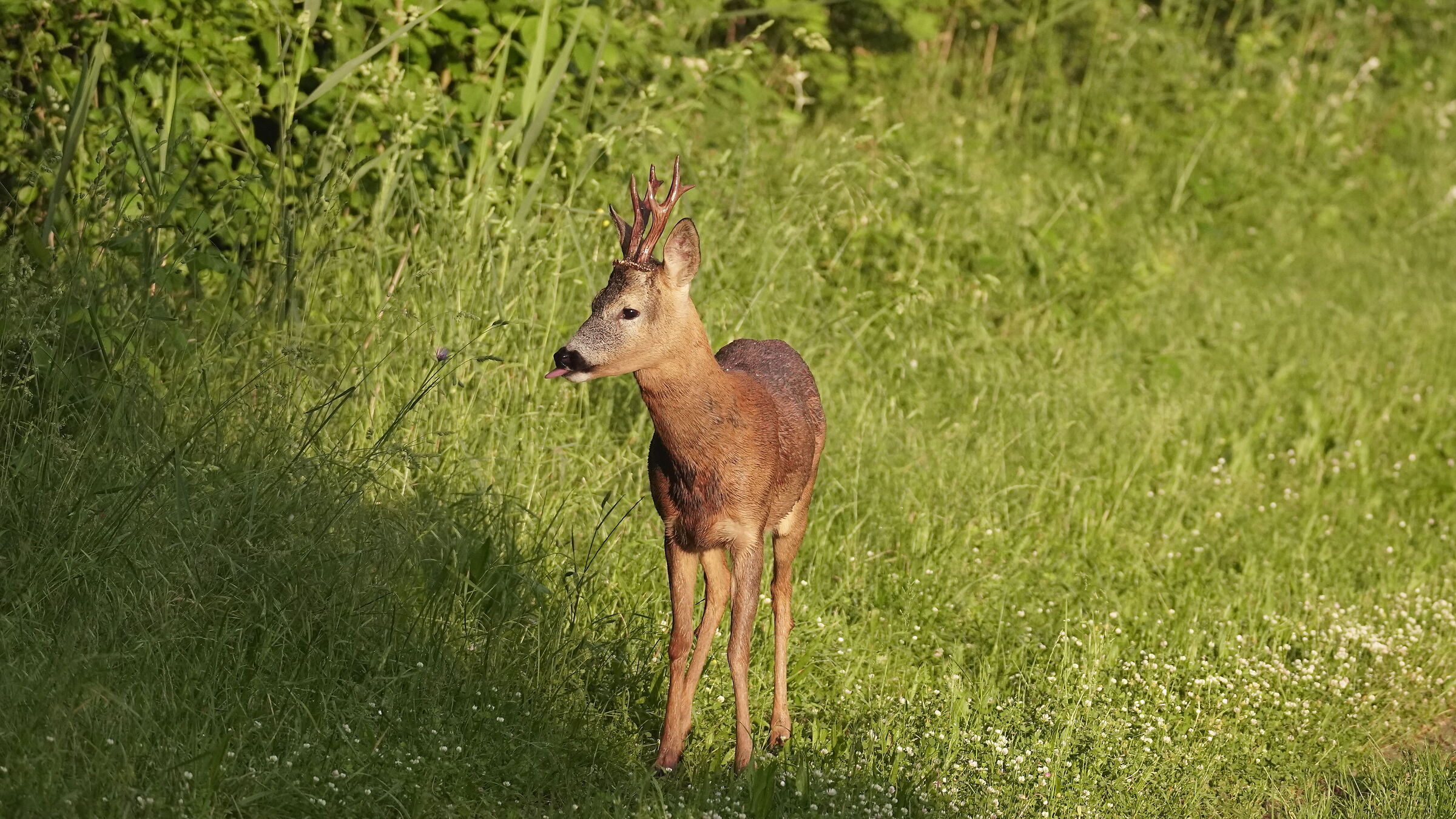 Close encounter with roe deer