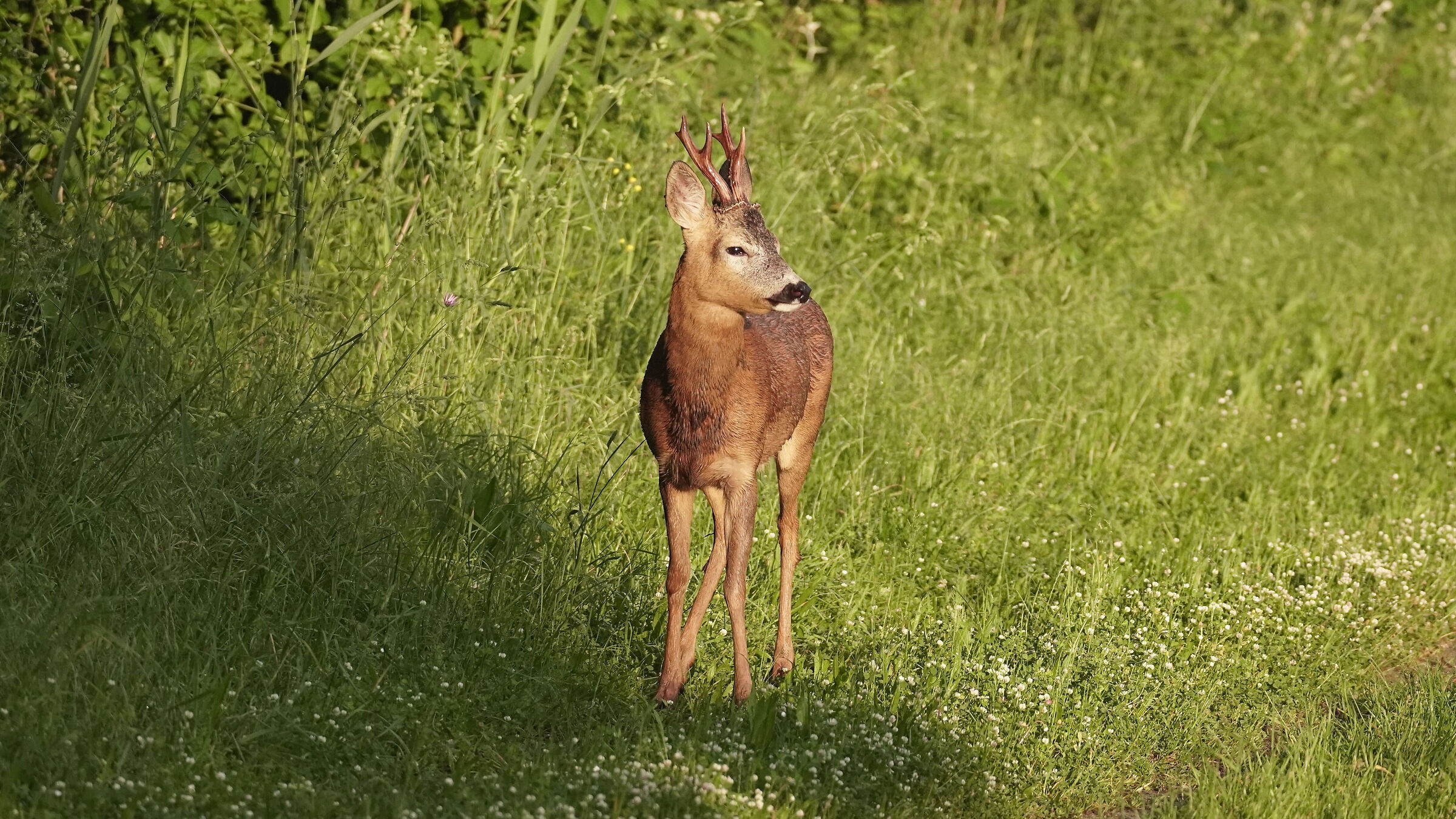 Close encounter with roe deer