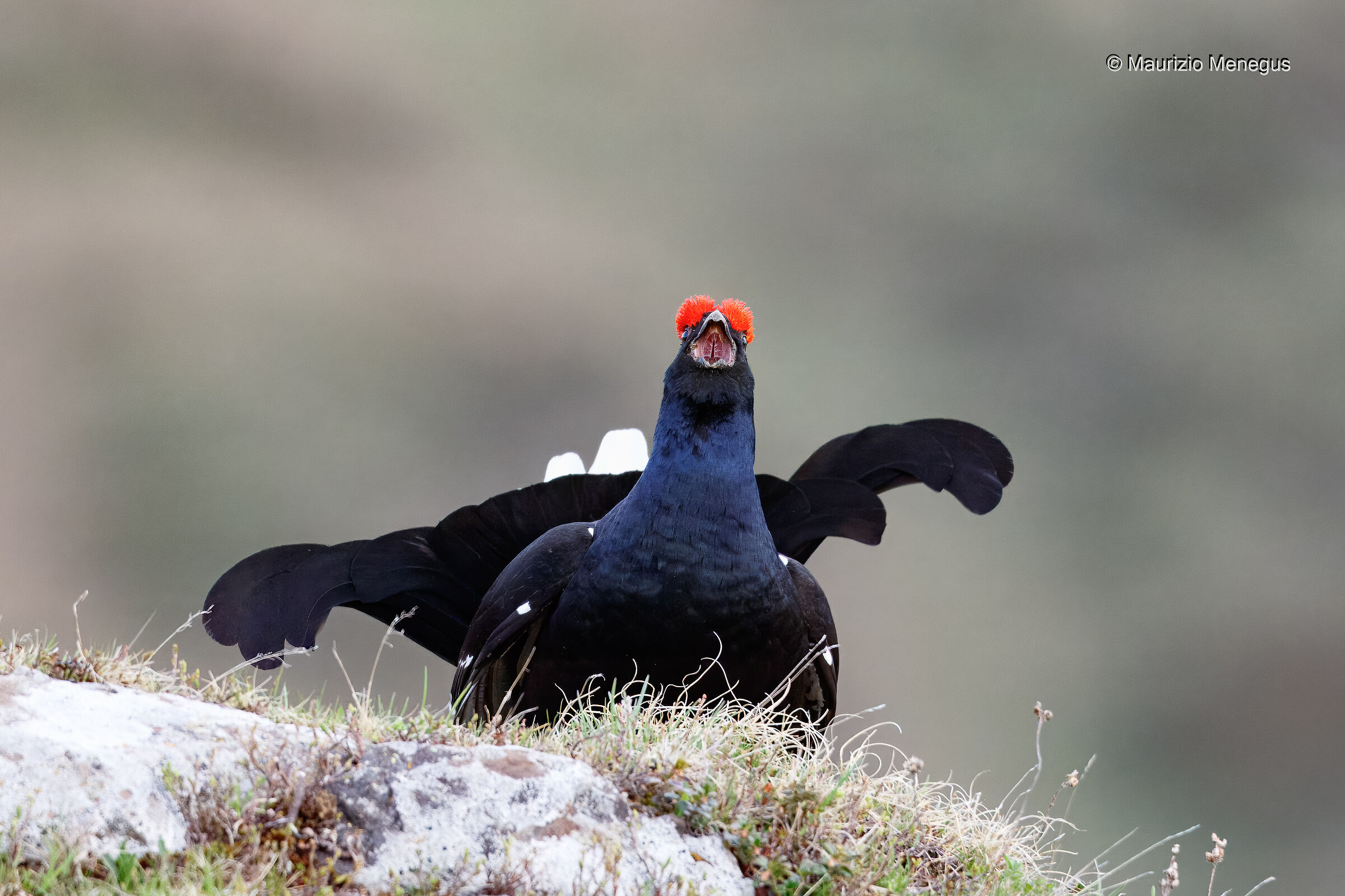 Gallo forcello a maggio - Dolomiti