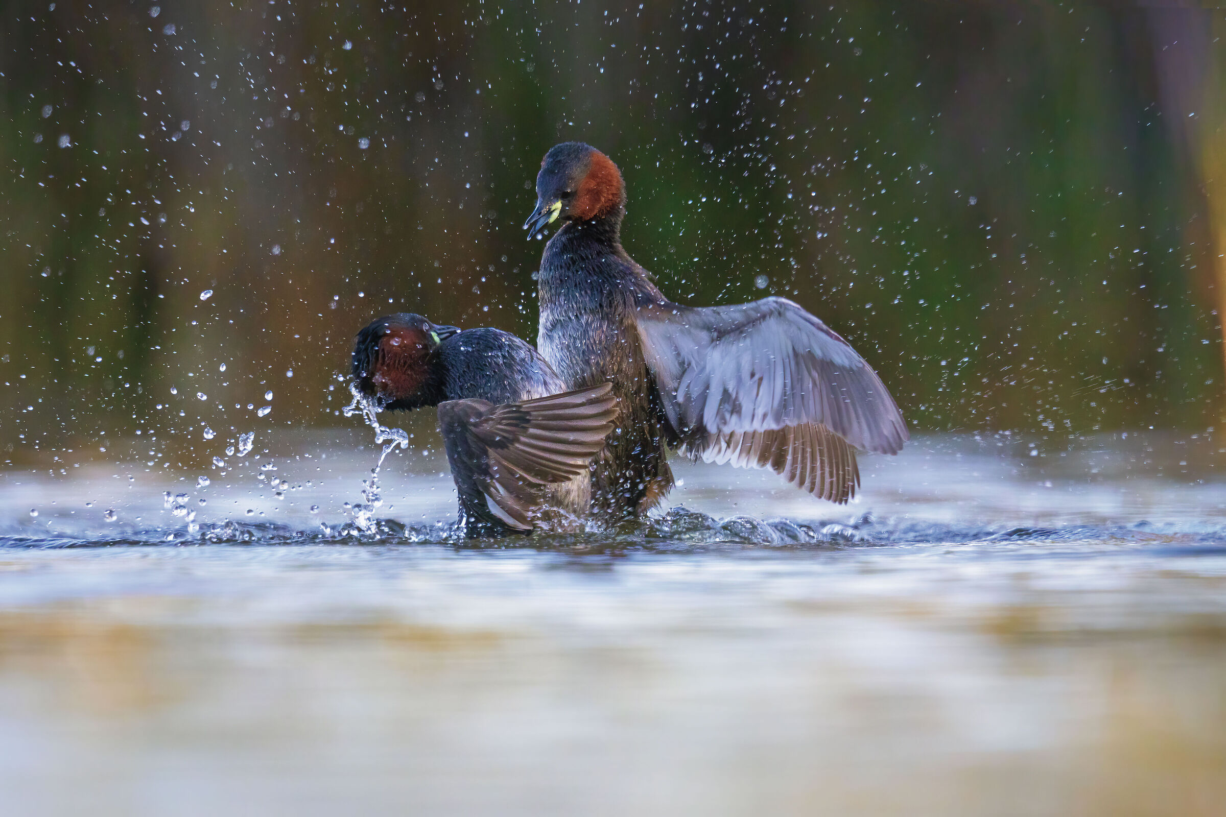 lotte territoriali fra Tuffetti