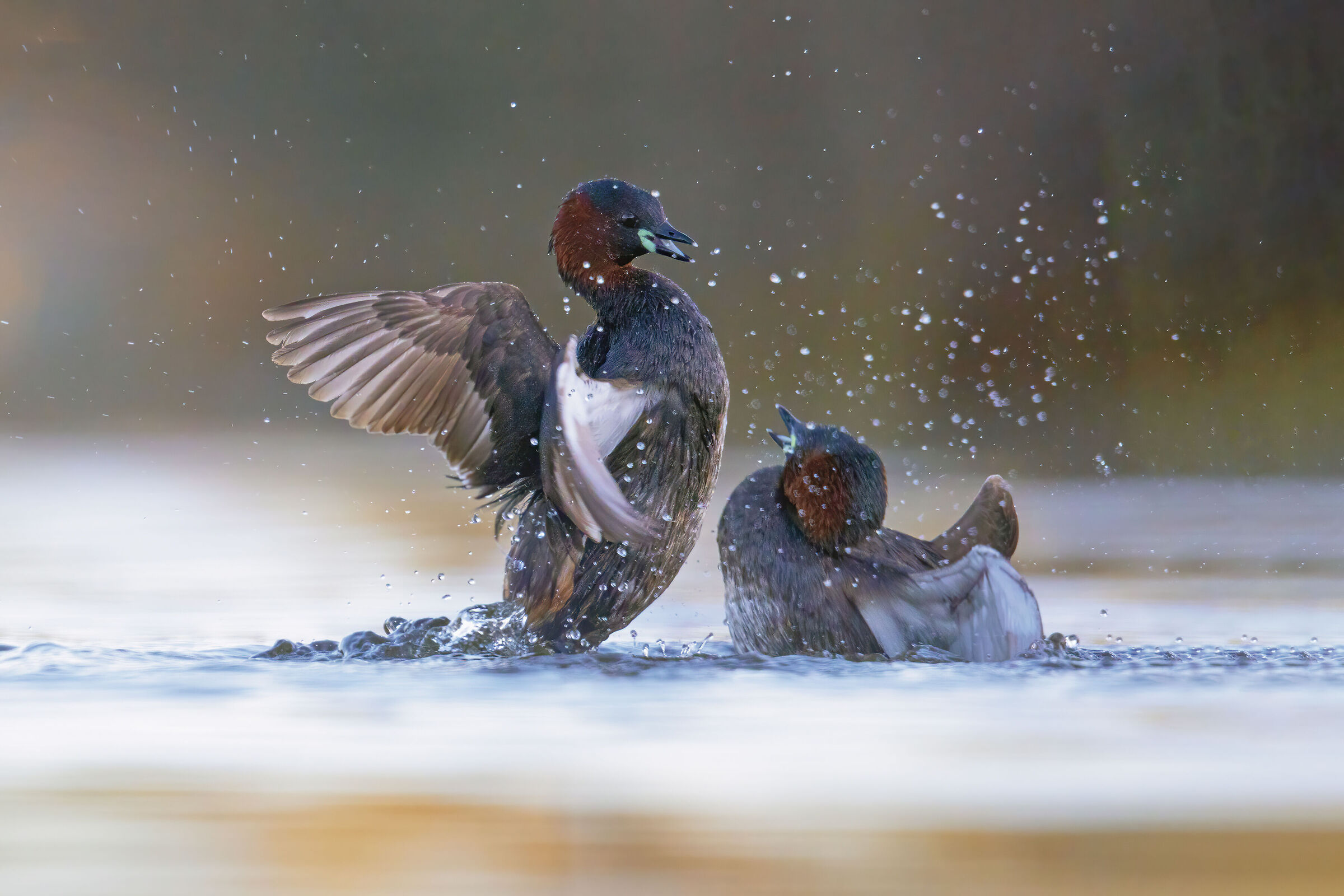 lotte territoriali fra Tuffetti