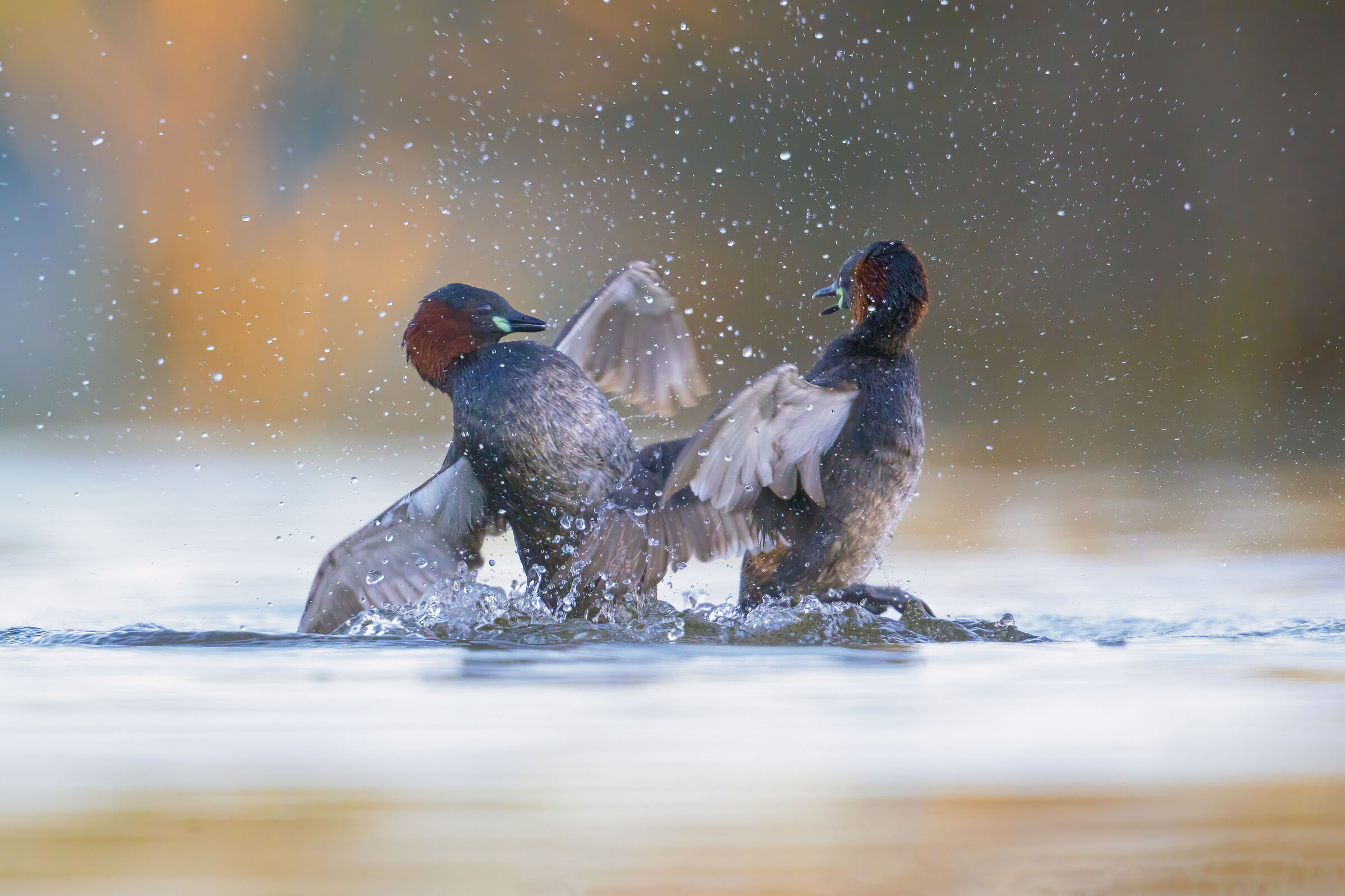 lotte territoriali fra Tuffetti