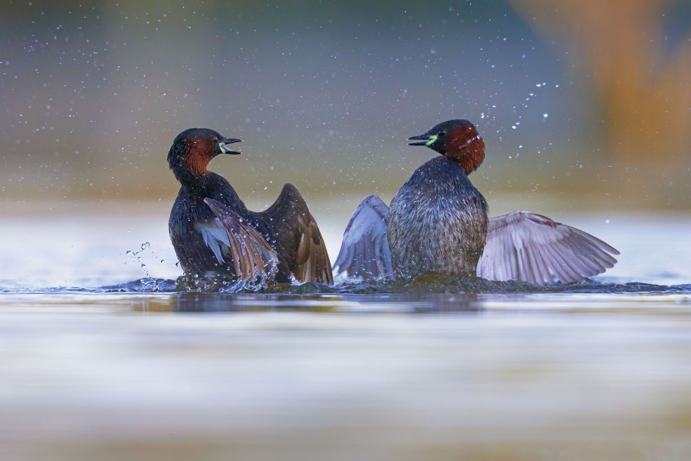 lotte territoriali fra Tuffetti