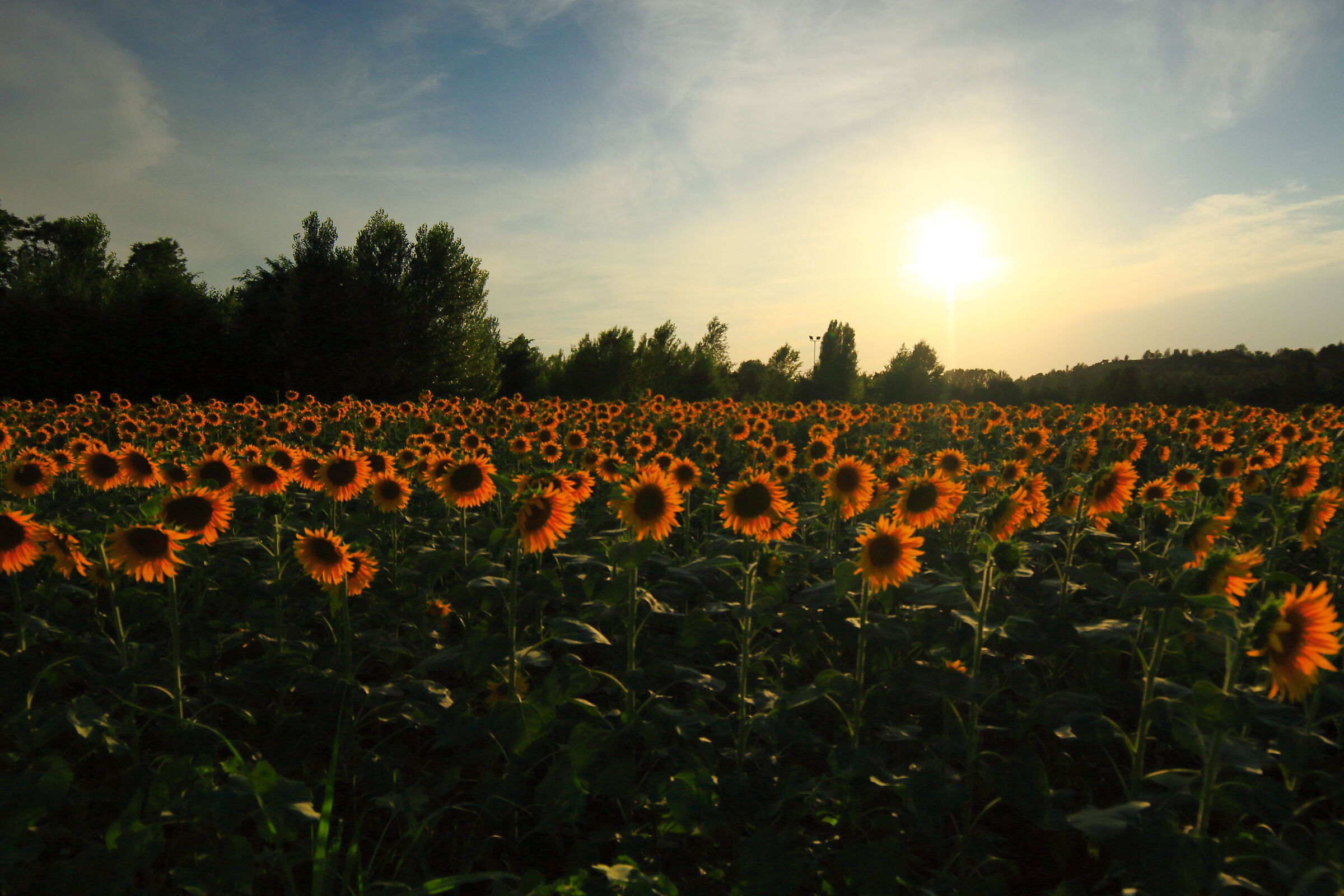 Sunflowers