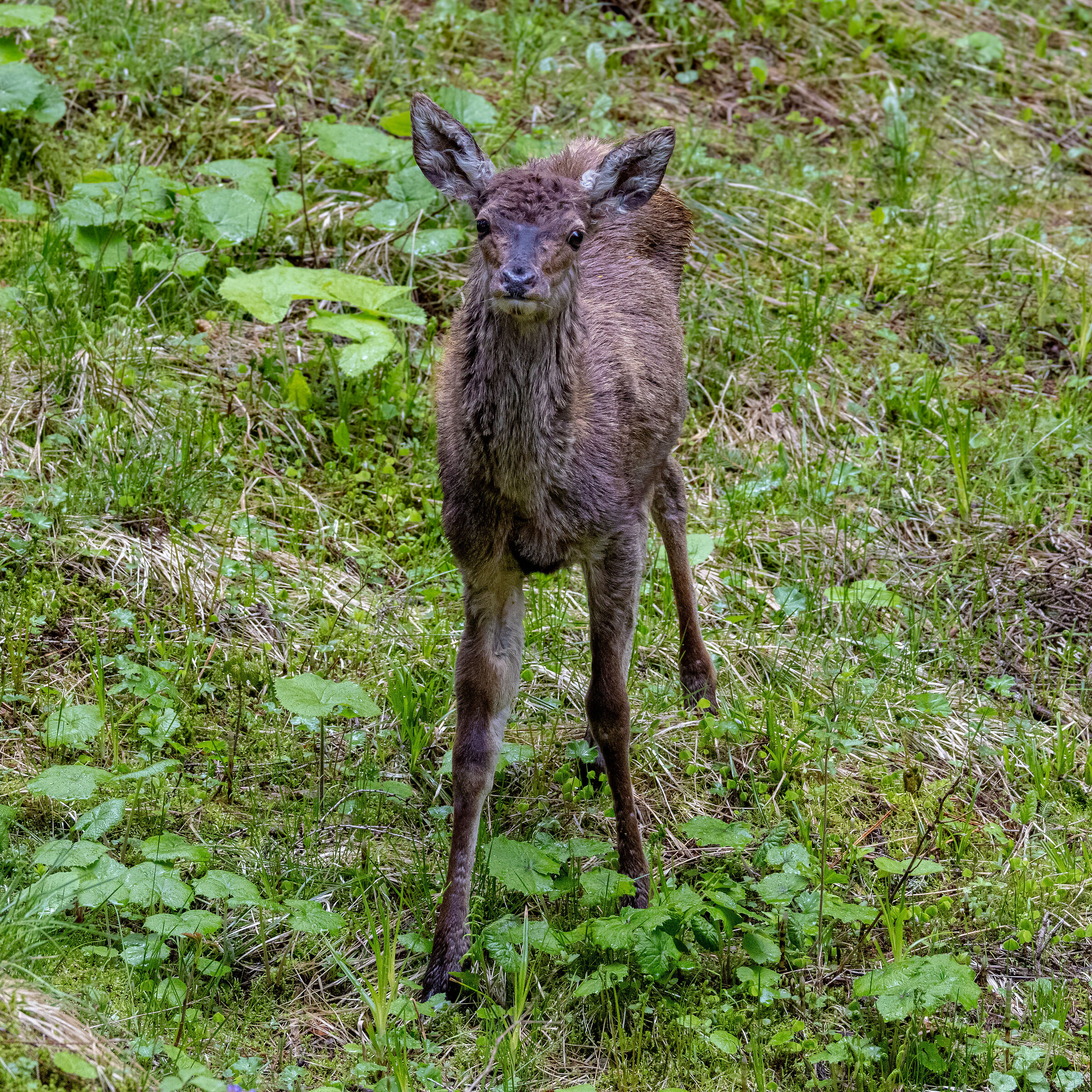 A young red deer