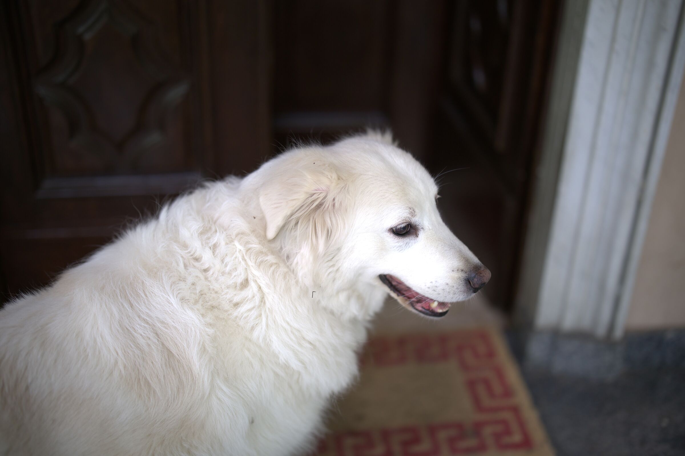 Sophie
