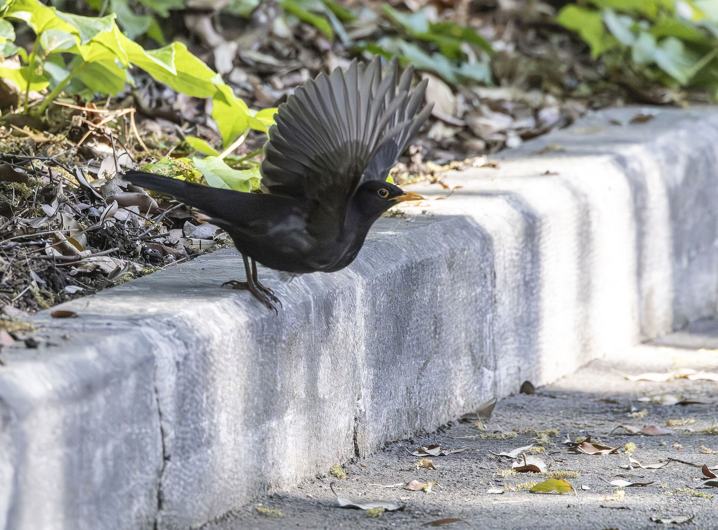 a blackbird