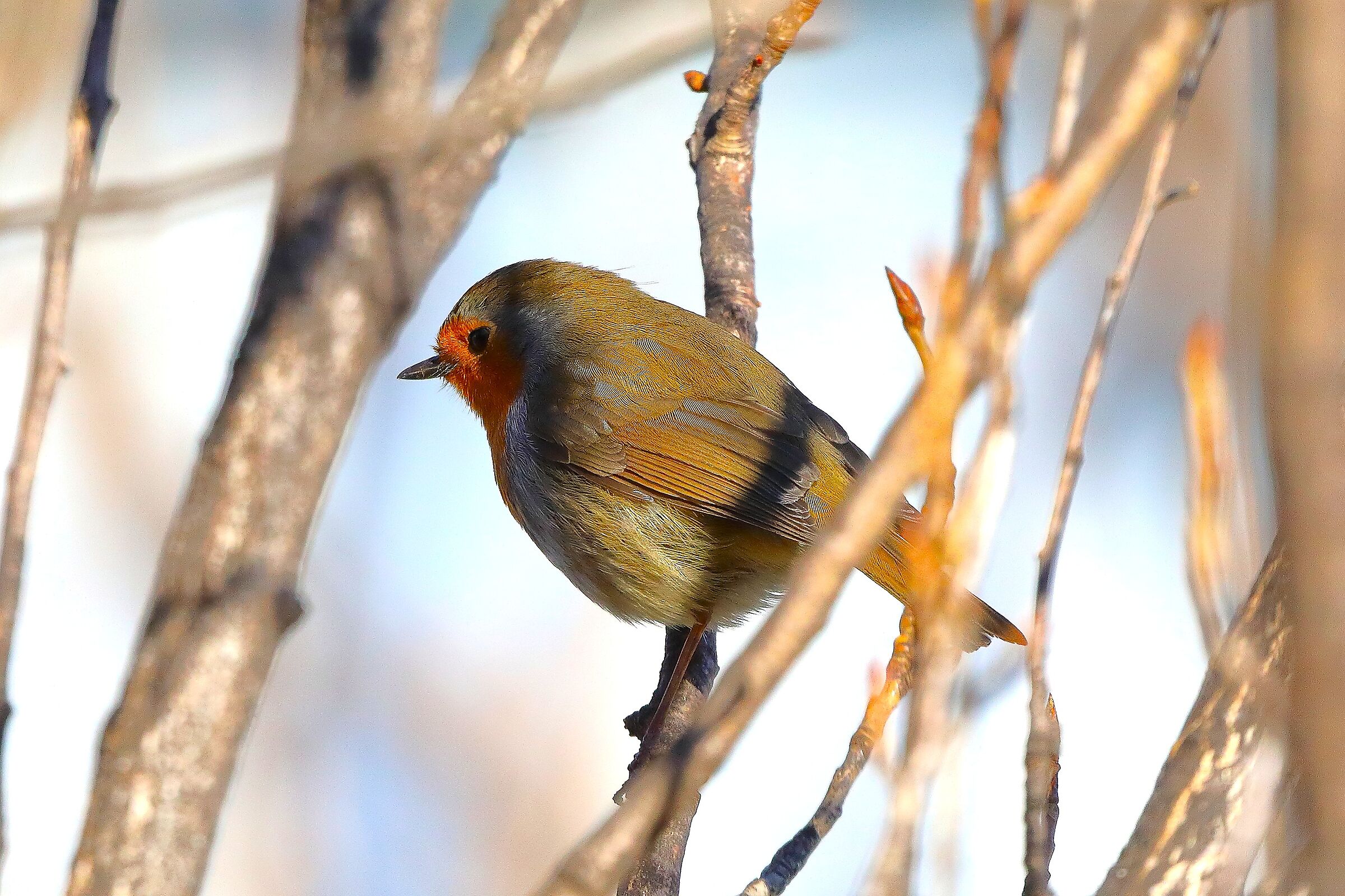 Pettirosso 03 gennaio 2025 - 0141