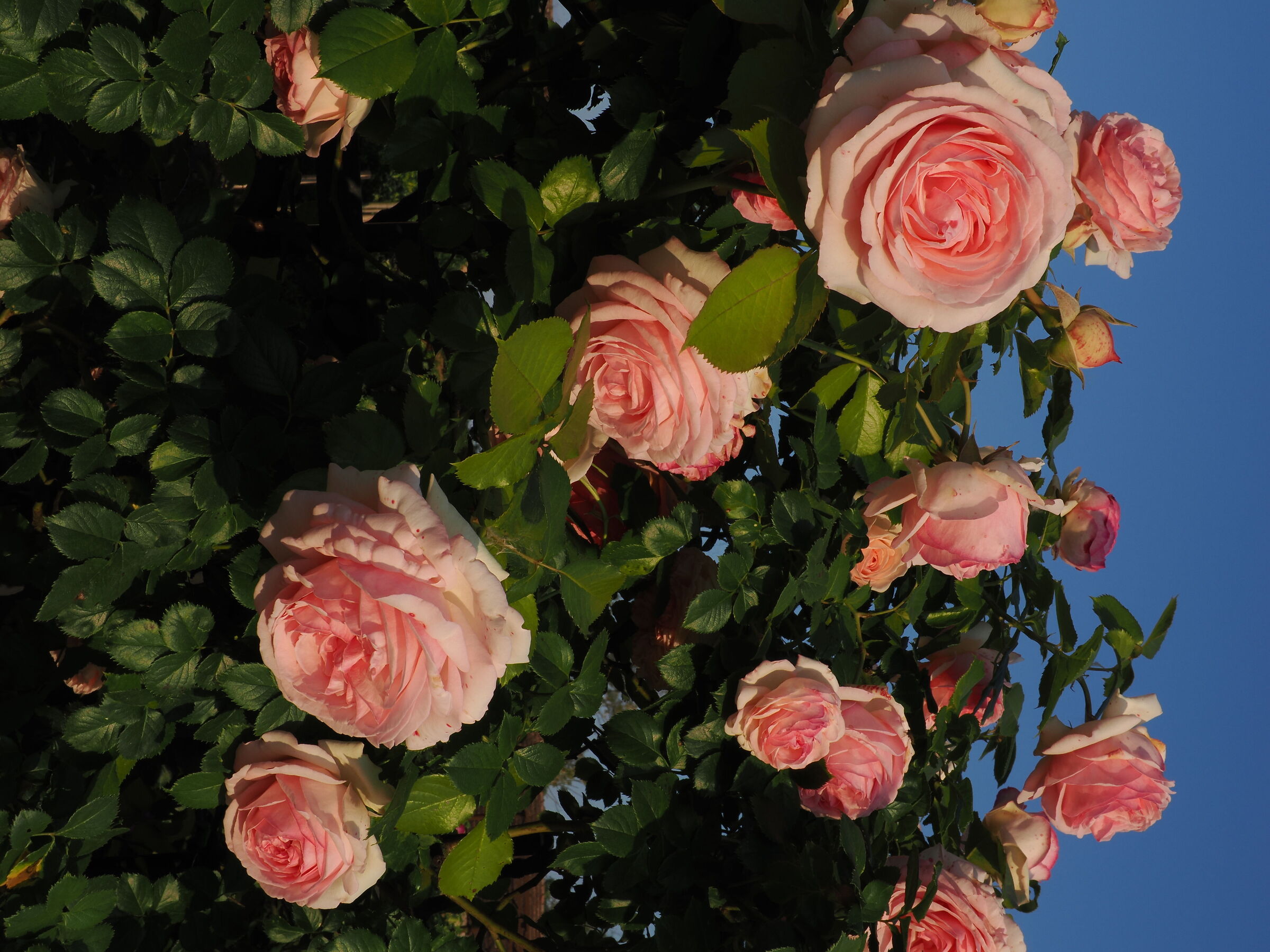 rosa fresca aulentissima
