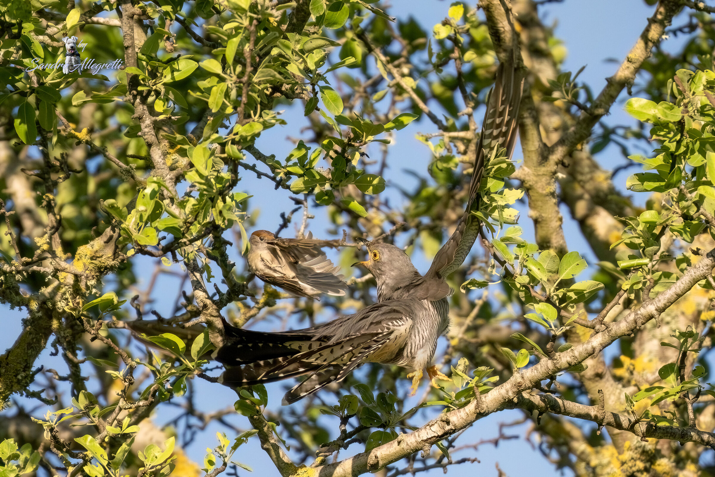 Attacco della capinera al cuculo (2)