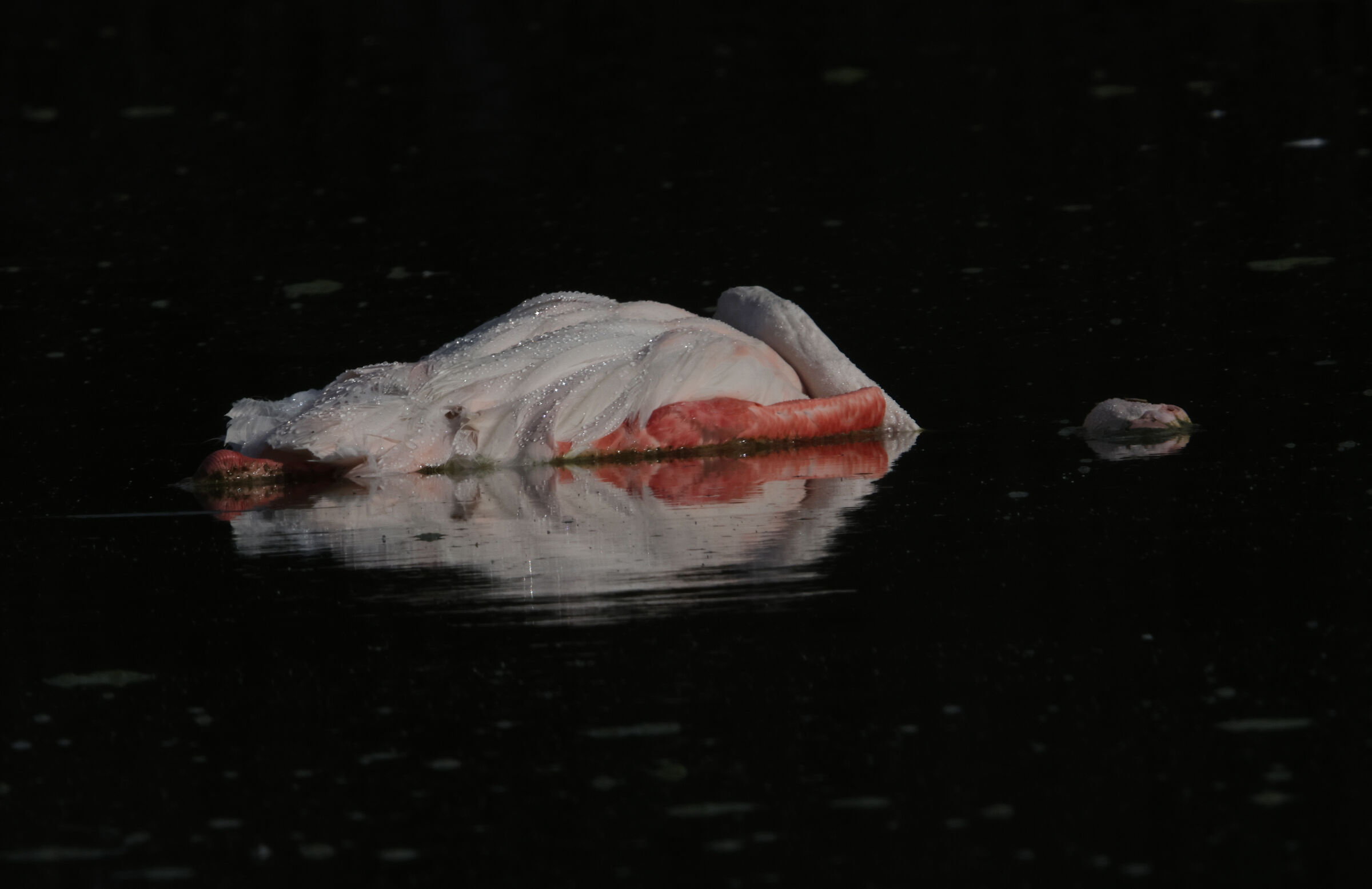 Deceased flamingo