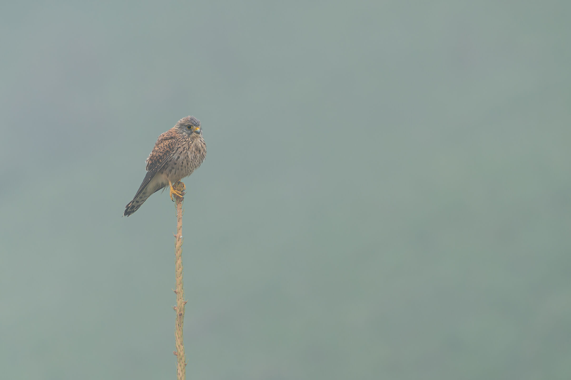 Kestrel