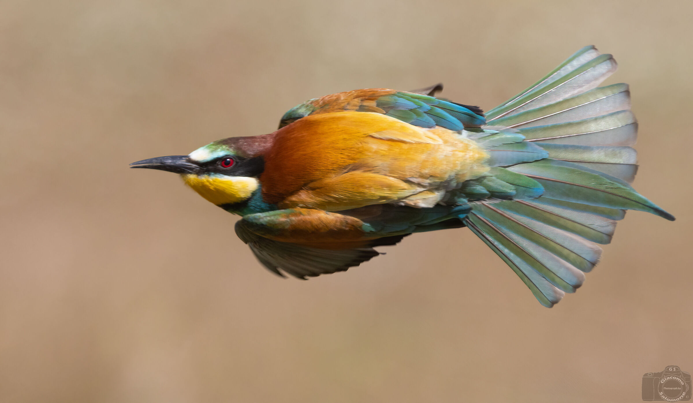 Bee-eater in flight.