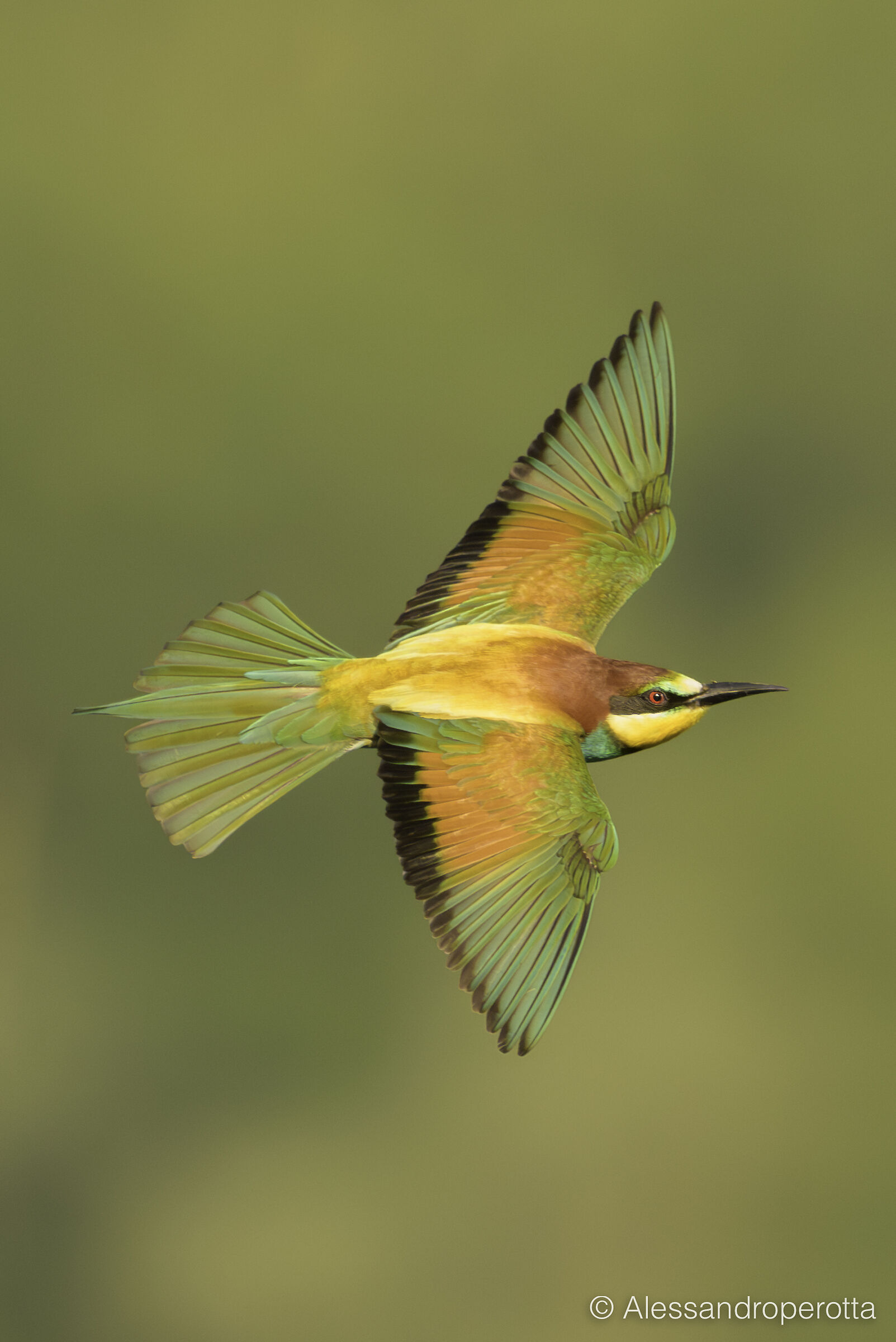 Merops apiaster