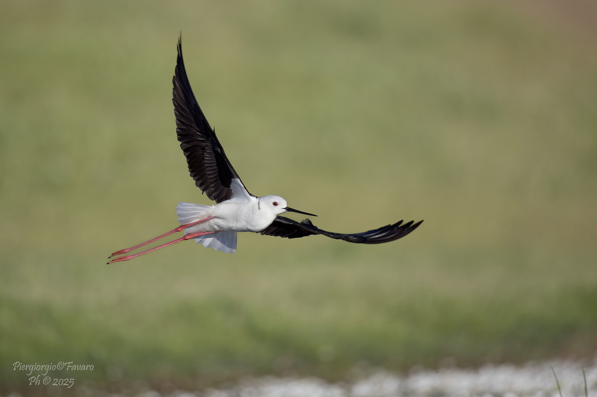 Black-winged Stilt