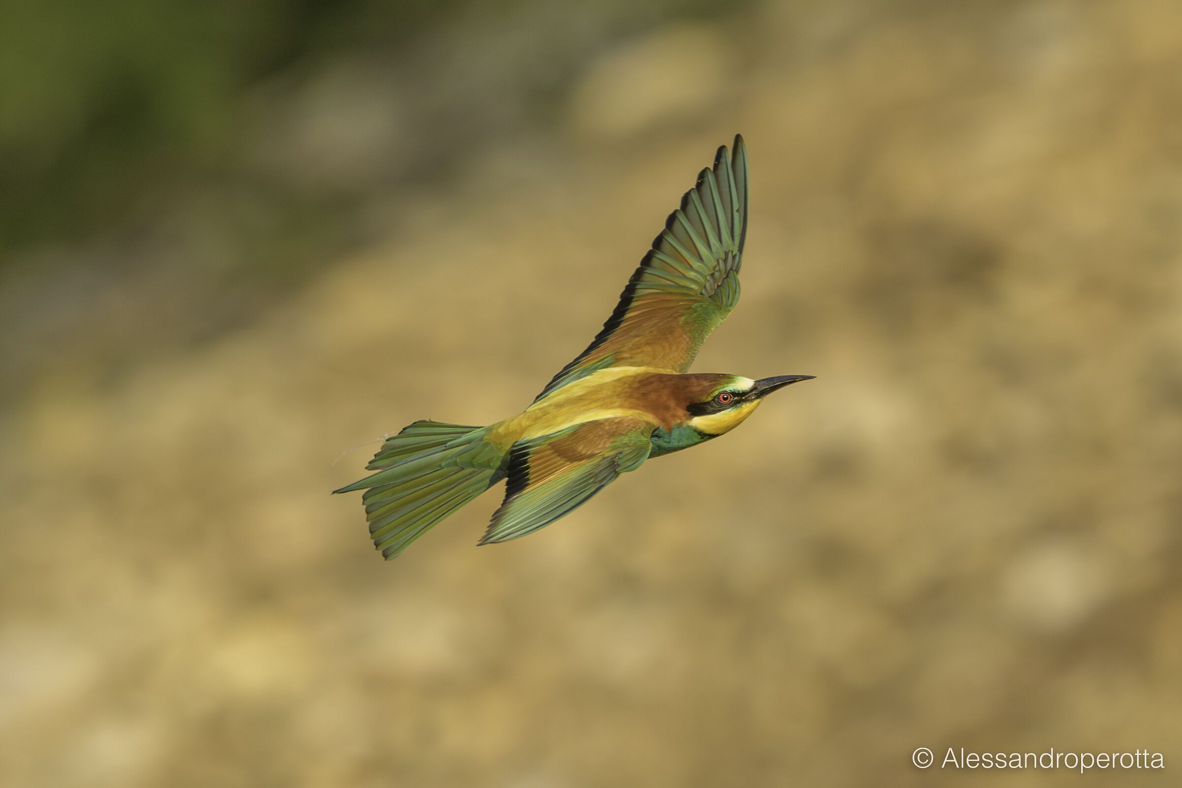 Merops apiaster