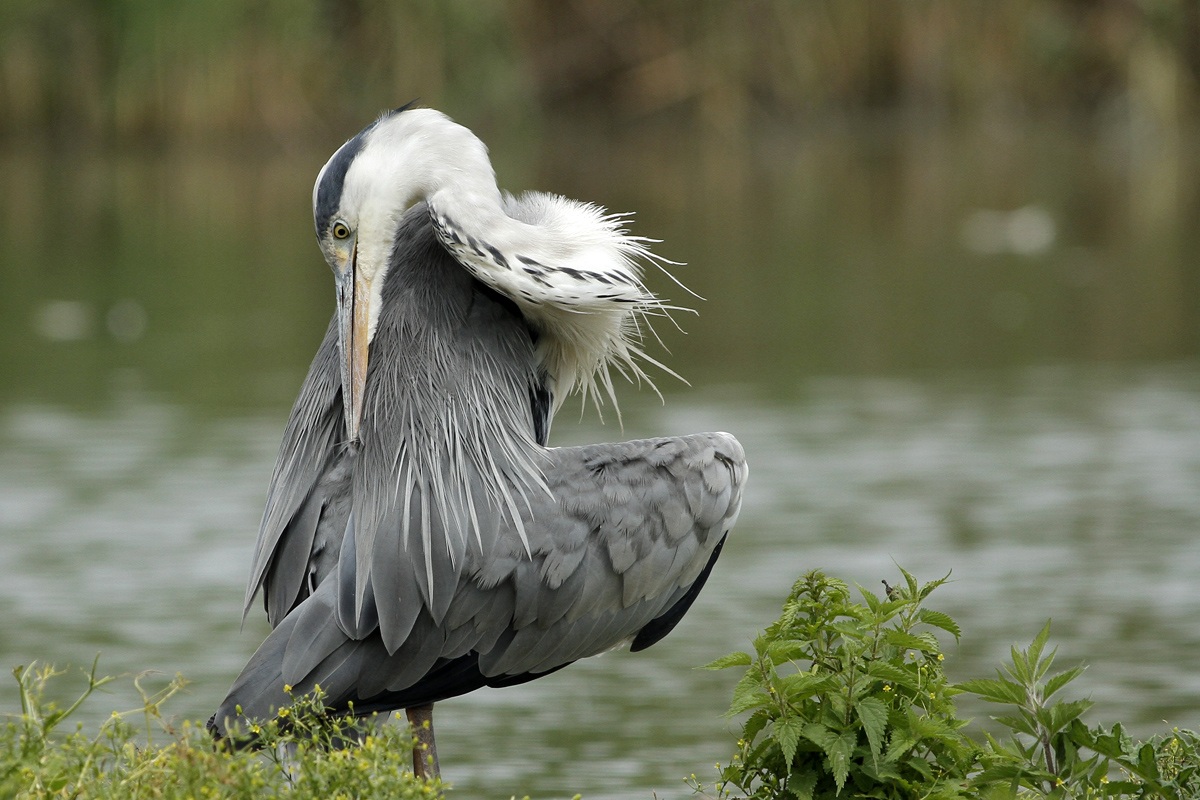 The Heron becomes beautiful.