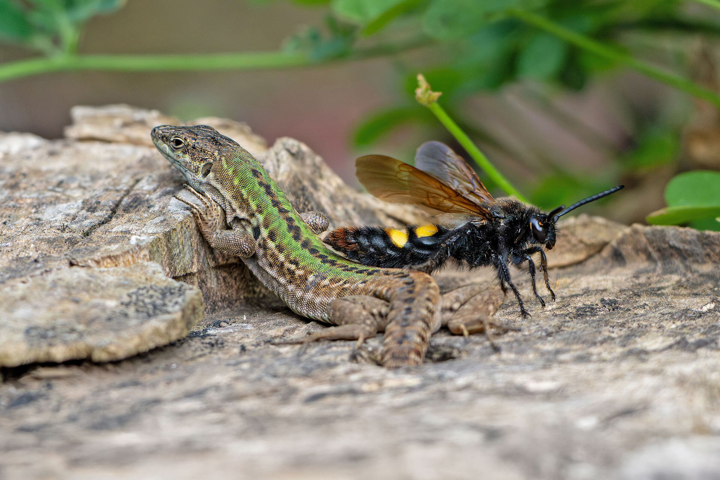 We want to stay ... neighborsneighbors