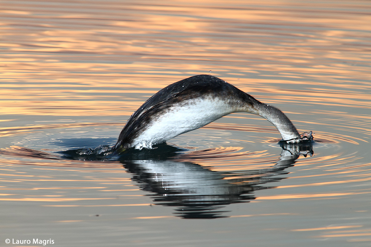 Arco acquatico dello svasso