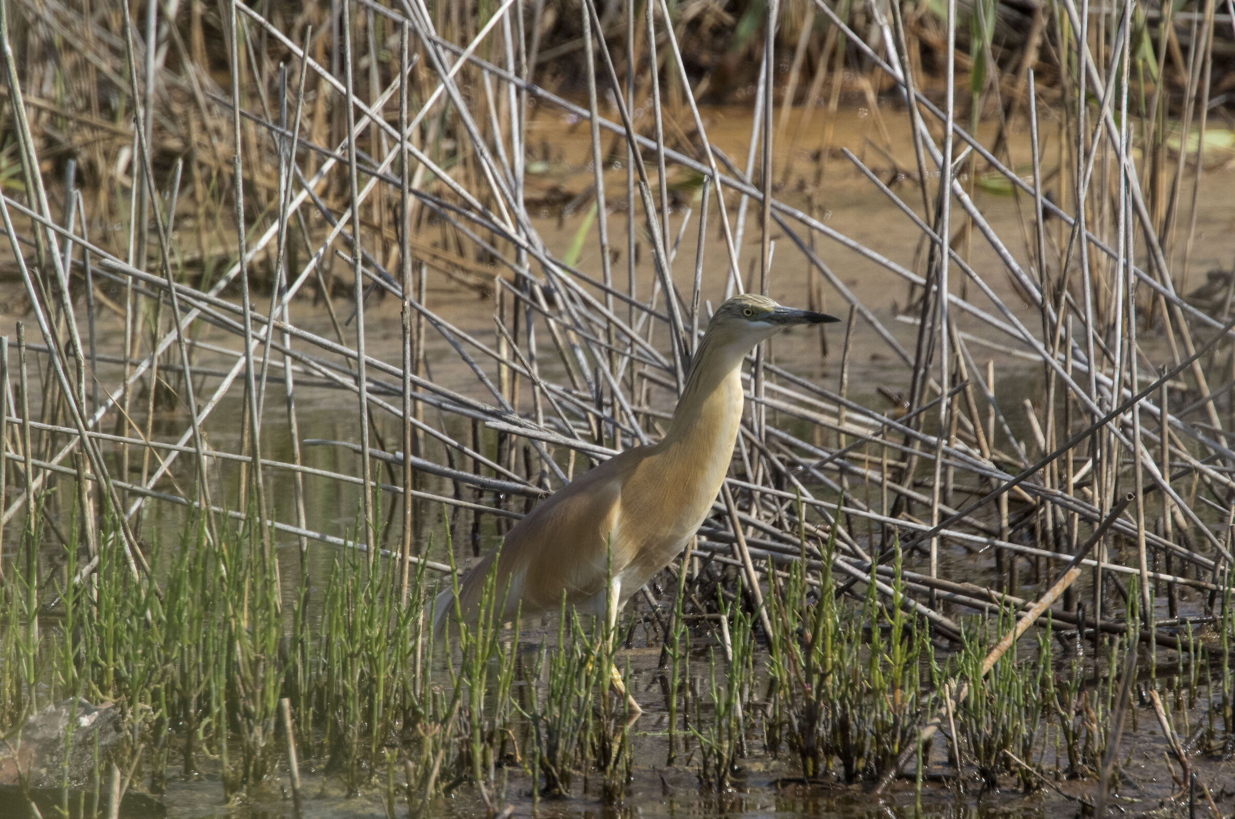 Squacco Heron (Circeo National Park)