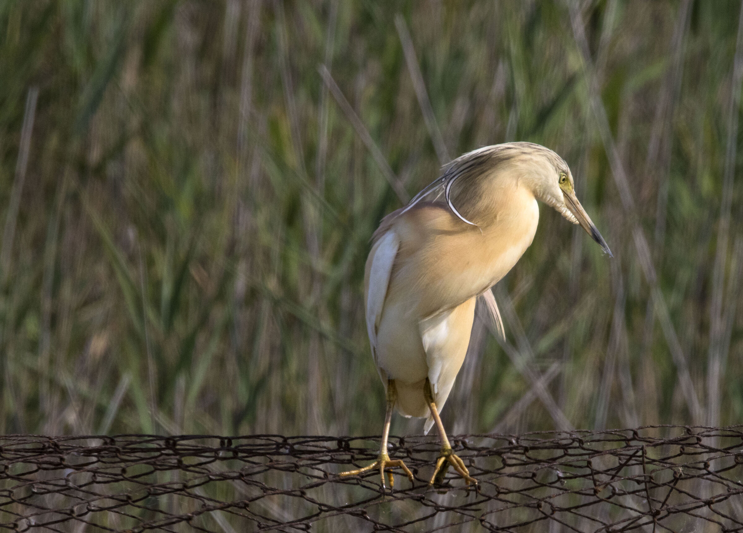 Sgauze Improvised roost tuft