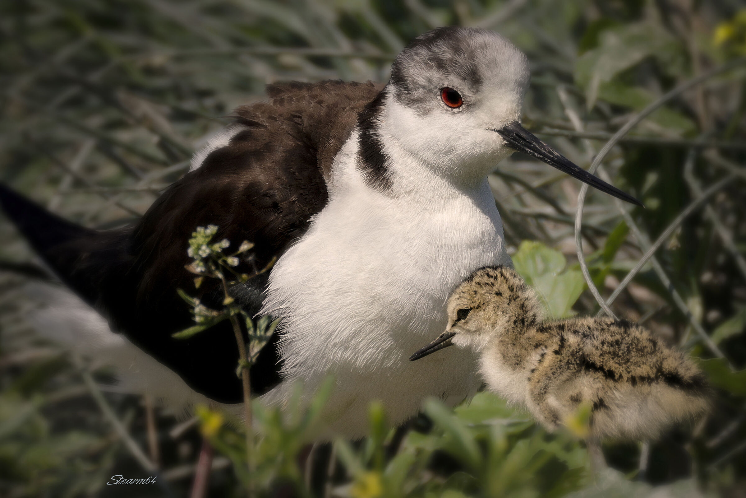 Auguri a tutte le Mamme