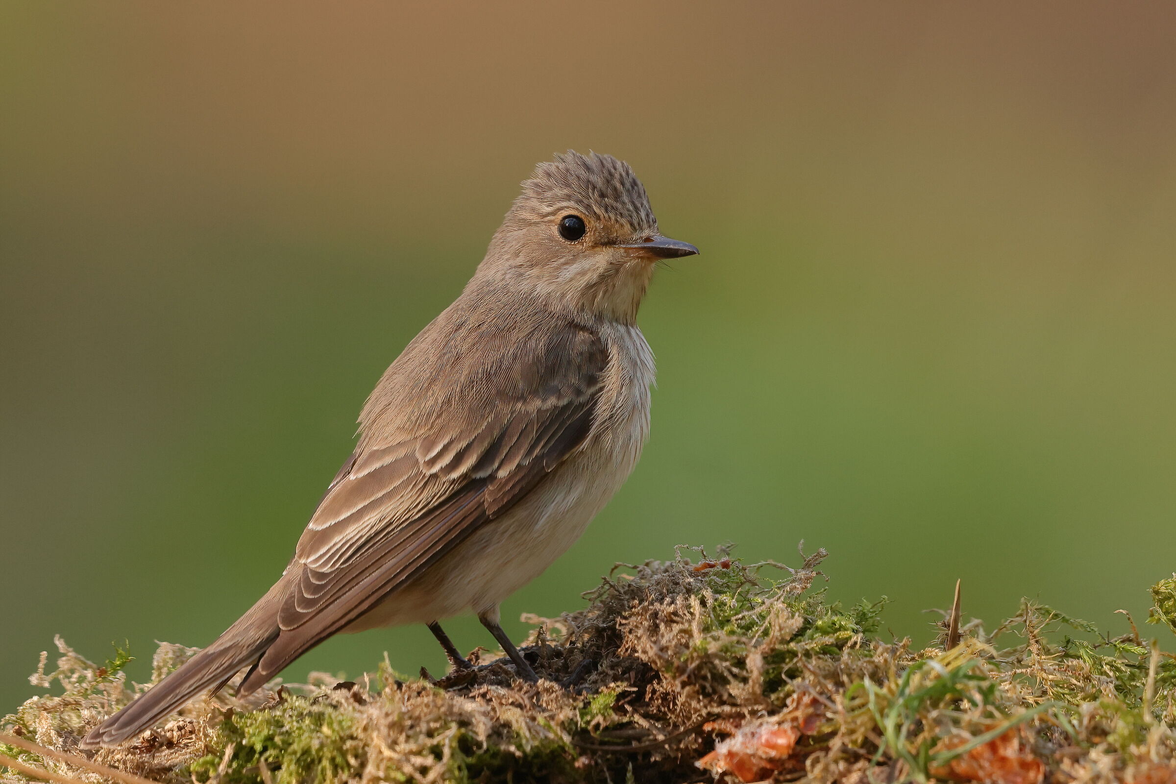 May arrivals in the woods