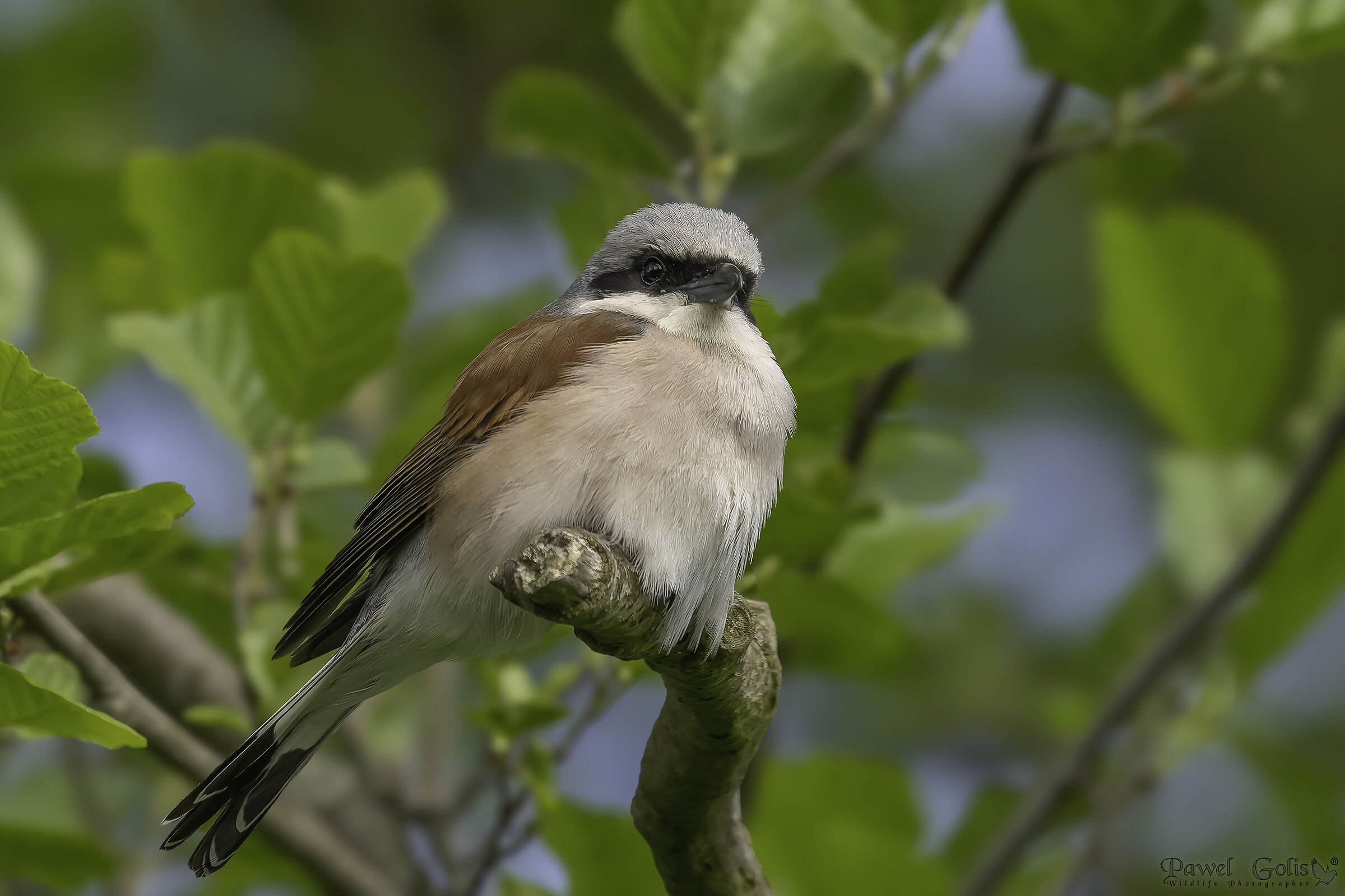 Red-backed Shrike (Lanius collurio)