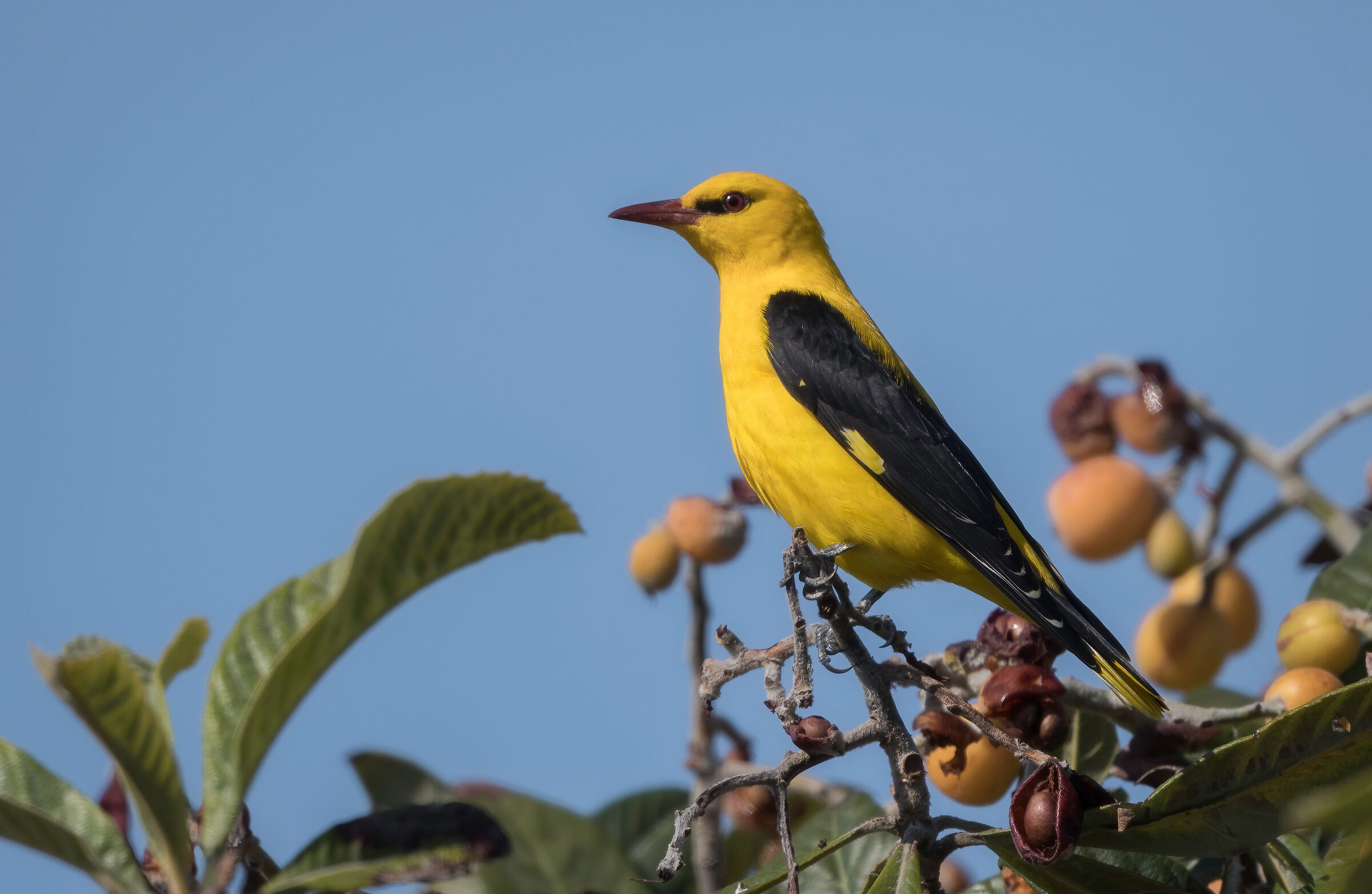 Golden oriole