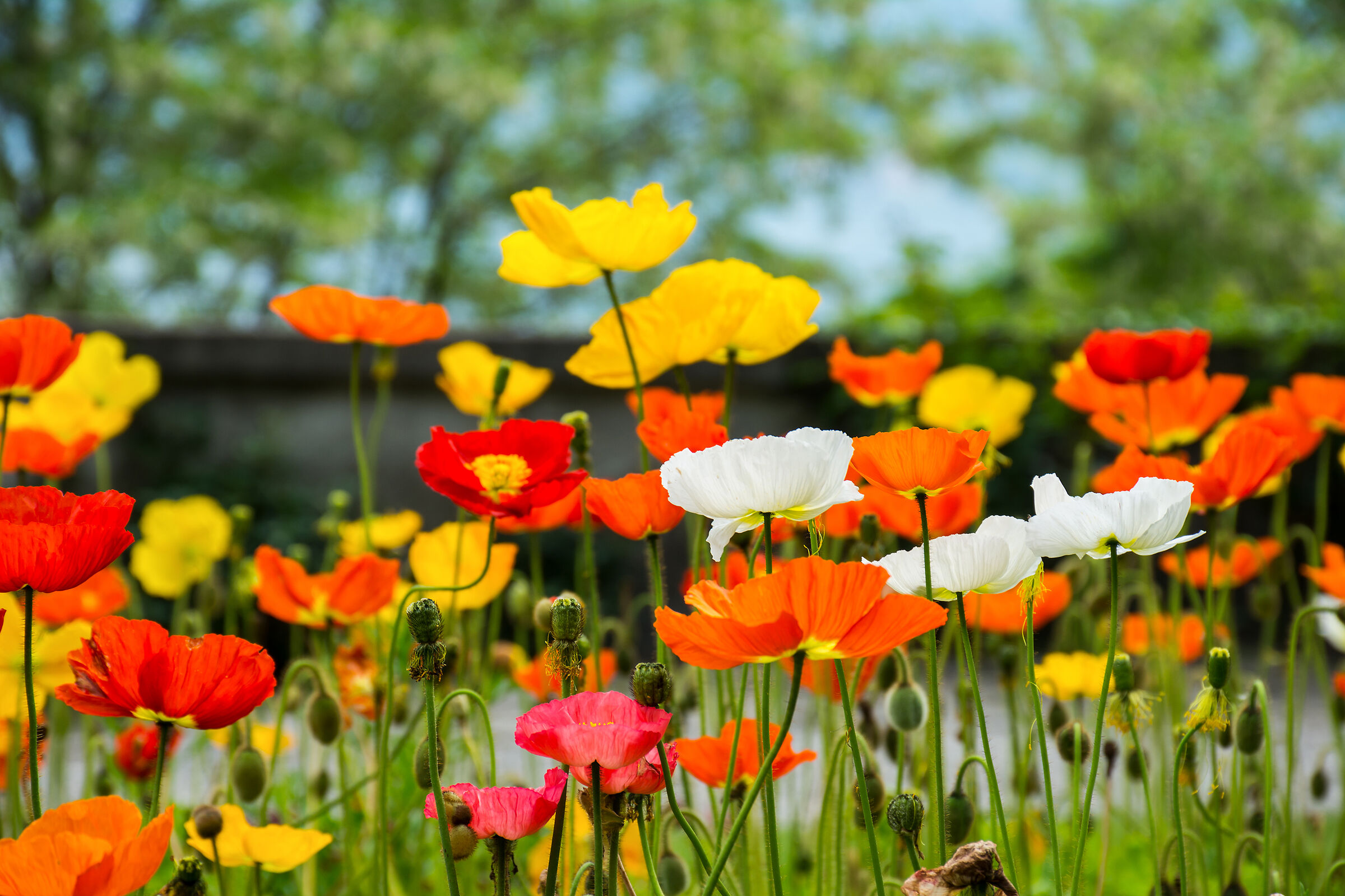 Gli anemoni del Parco Pallavicino