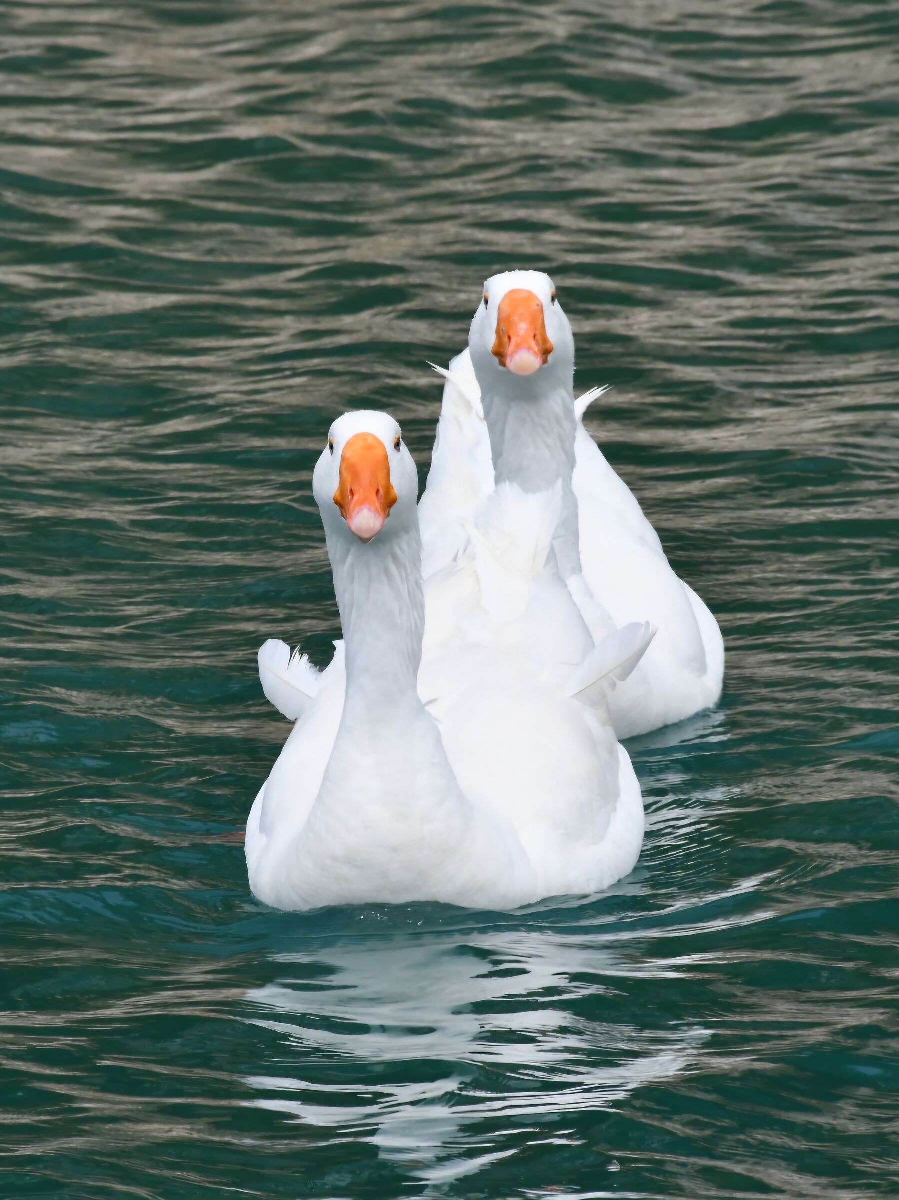 Oche a Sitia (Creta)