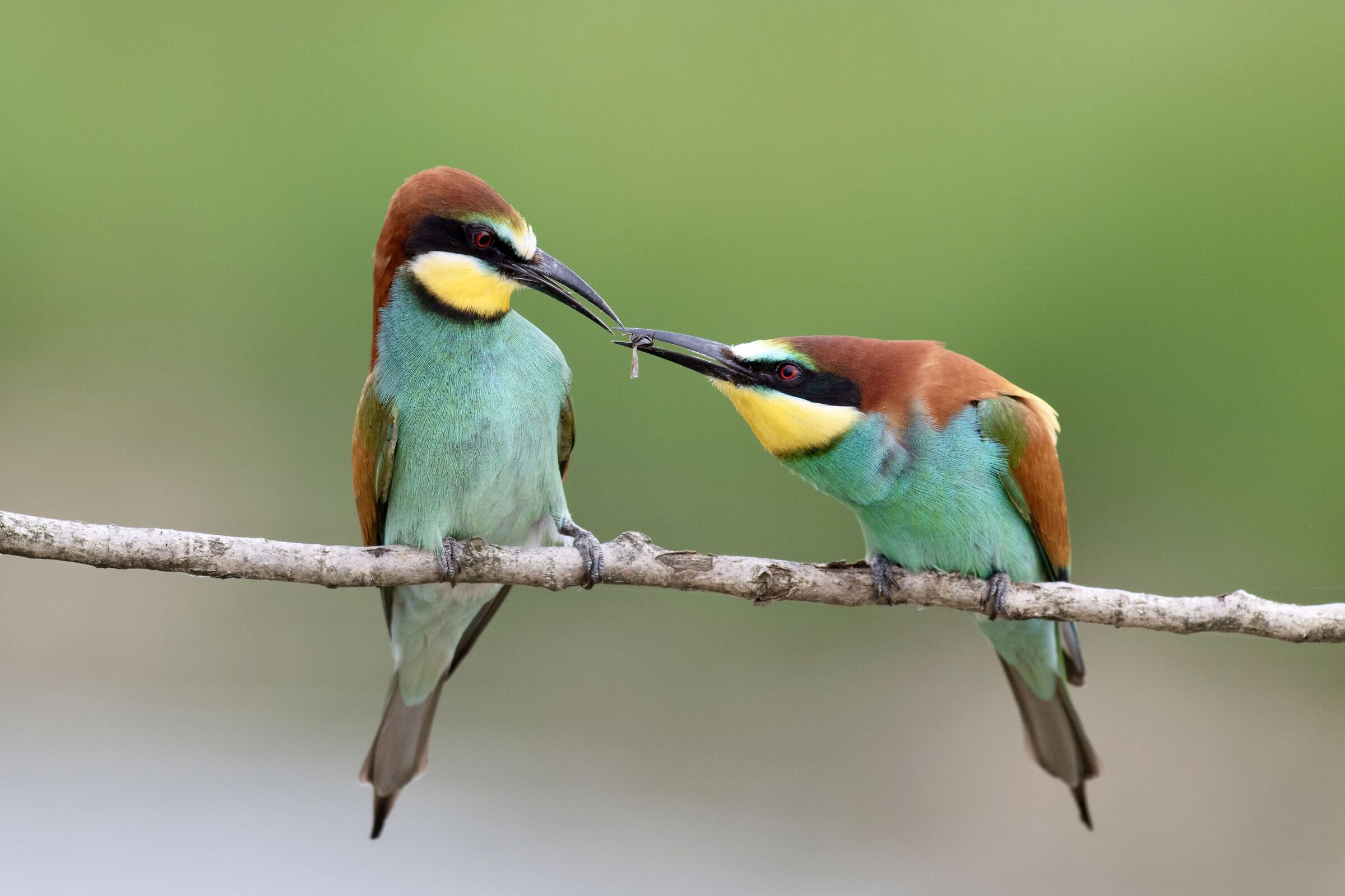 Bee-eaters (Merops apiaster)