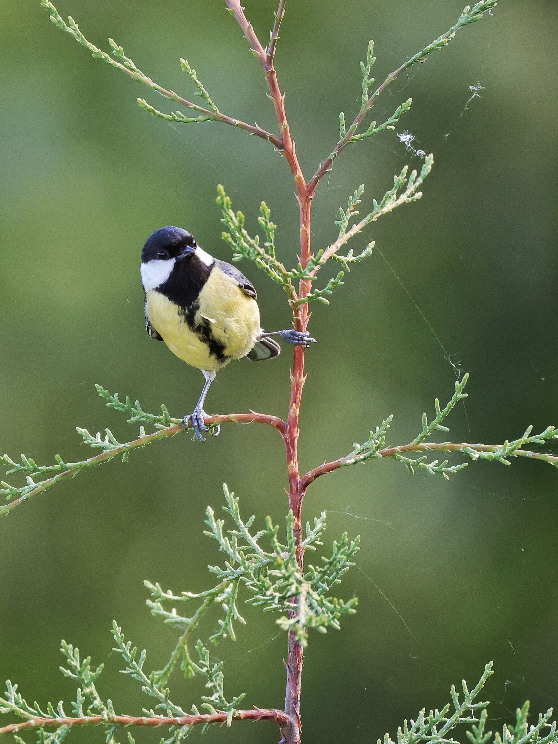 Parus major