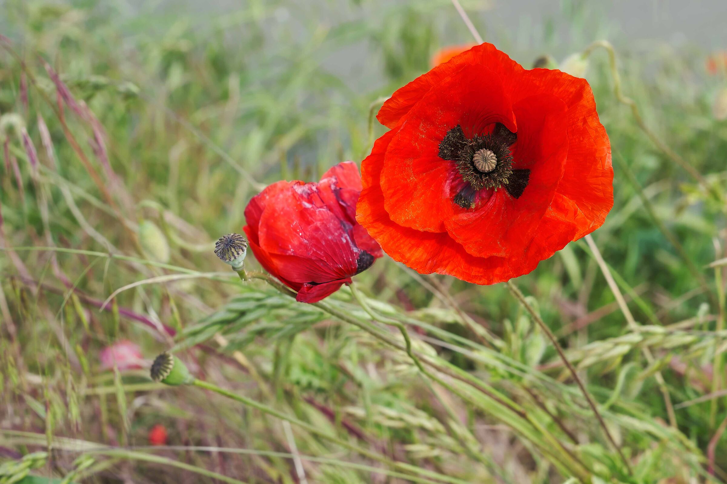 In un fiore.............