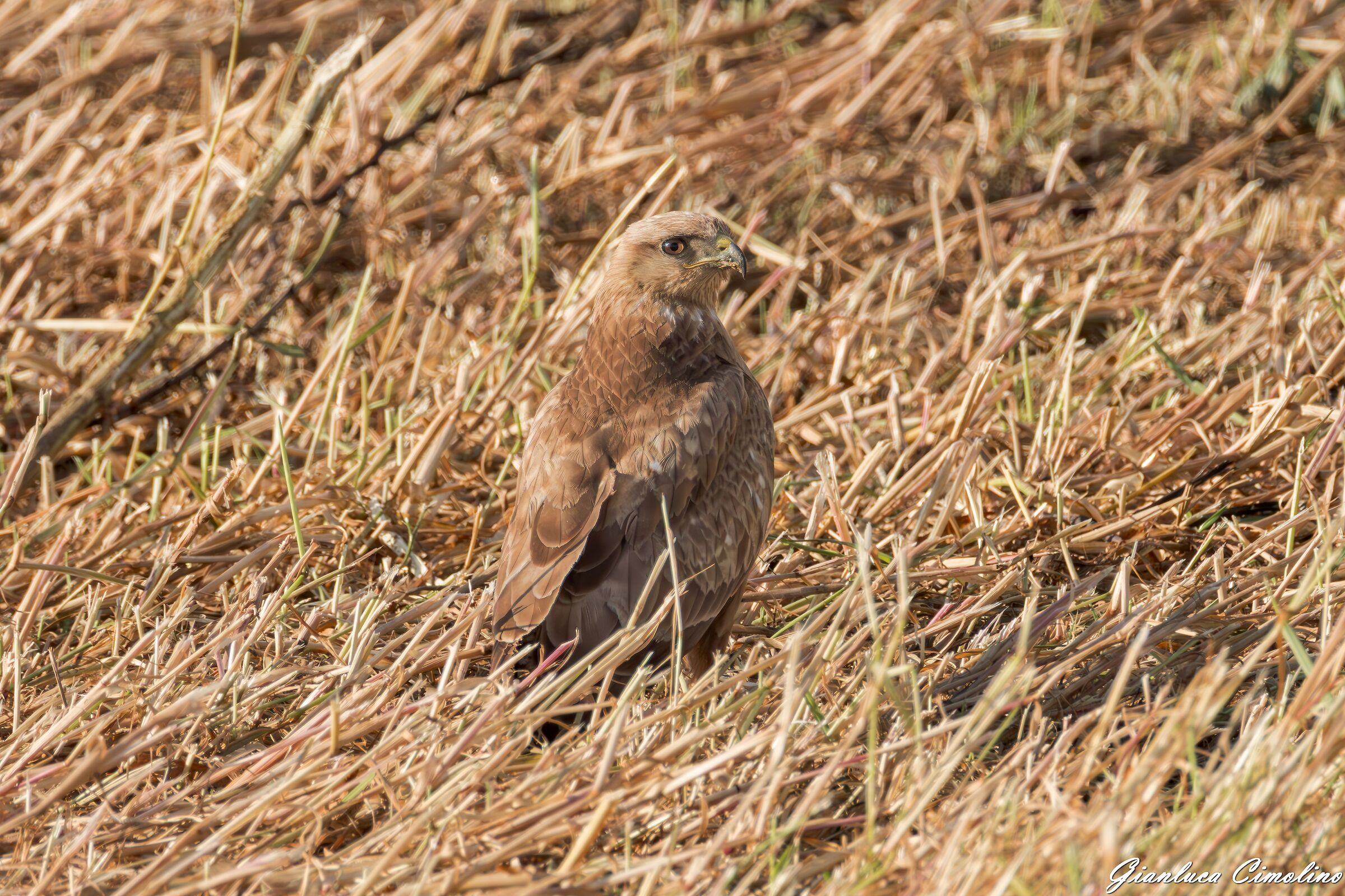 Poiana, Buteo Buteo.