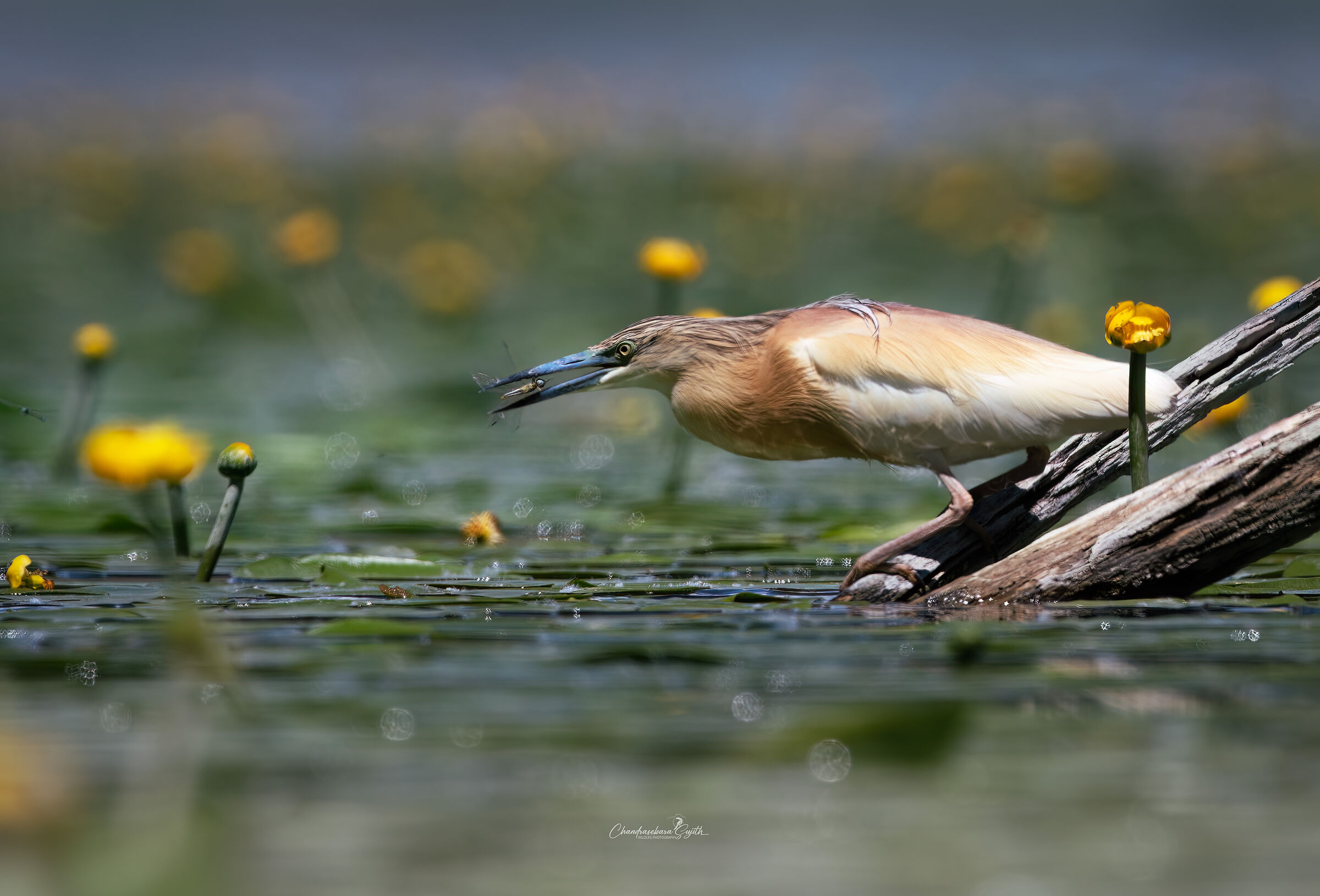 Squacco Heron preys on a Dragonfly