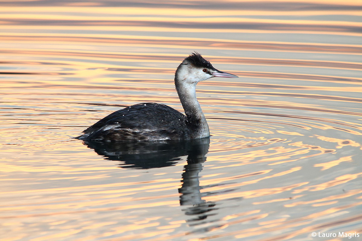 Svasso maggiore al tramonto