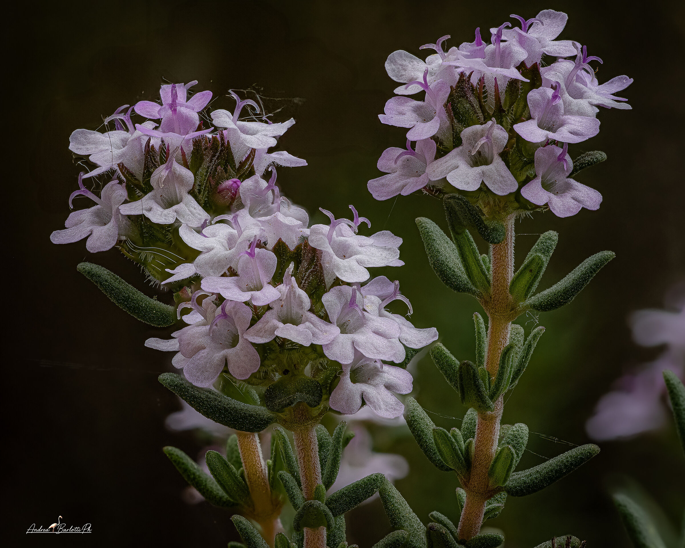 Thyme Flower