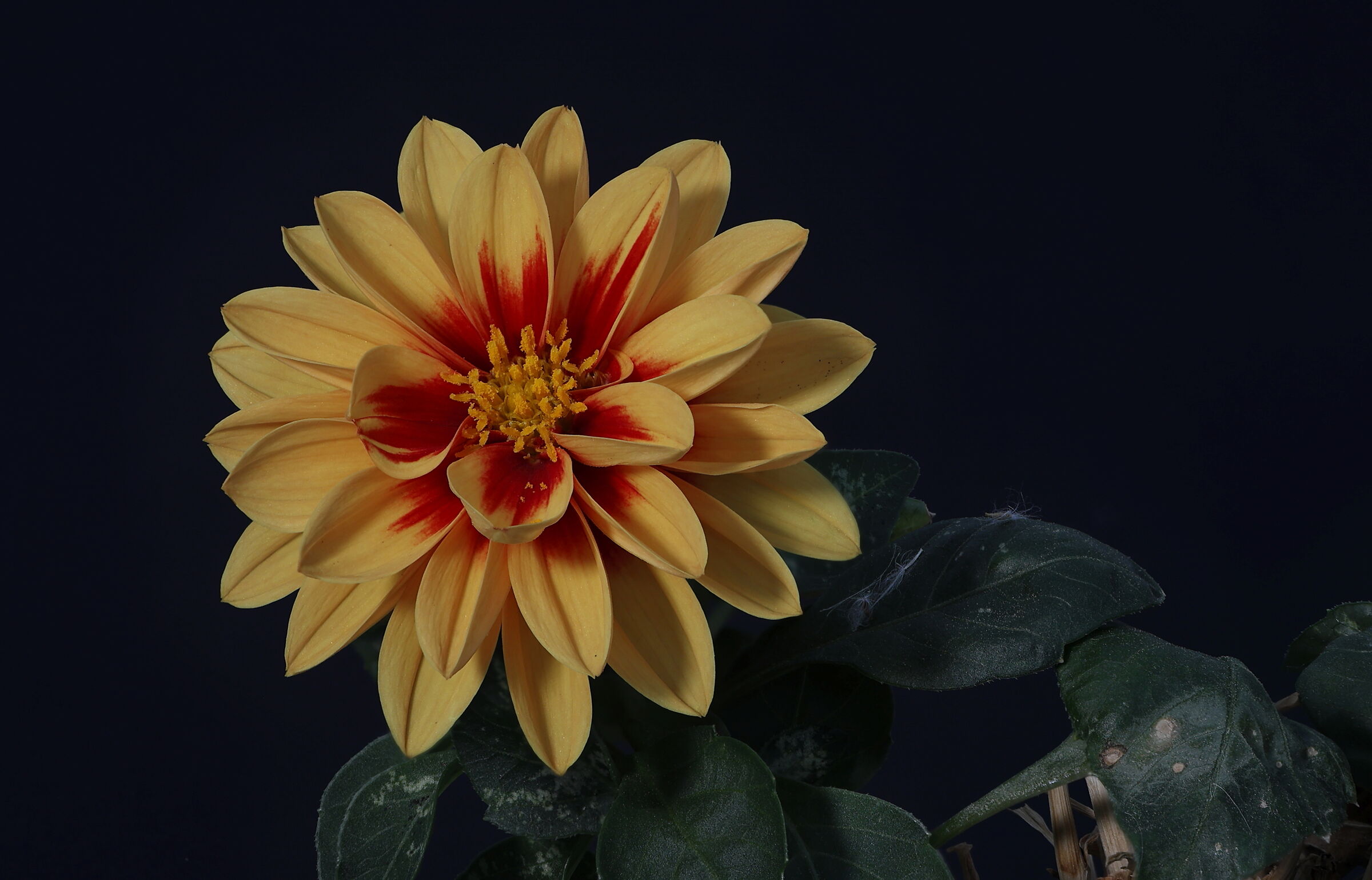 Dahlia 2