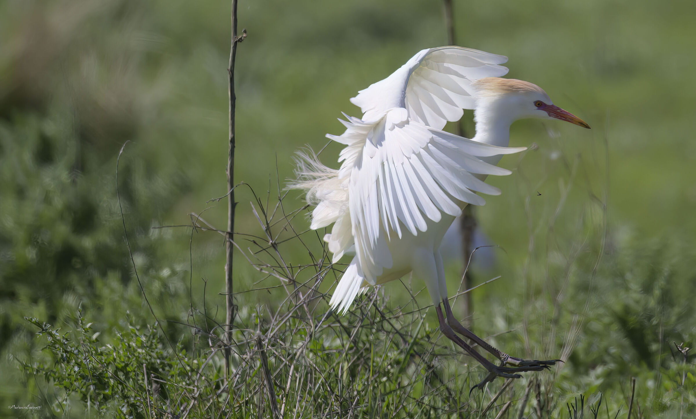in equilibrio precario