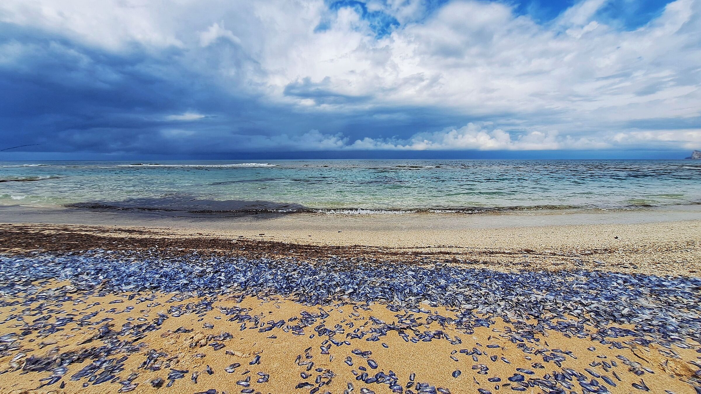 Le vellelle colorano la spiaggia  di blu