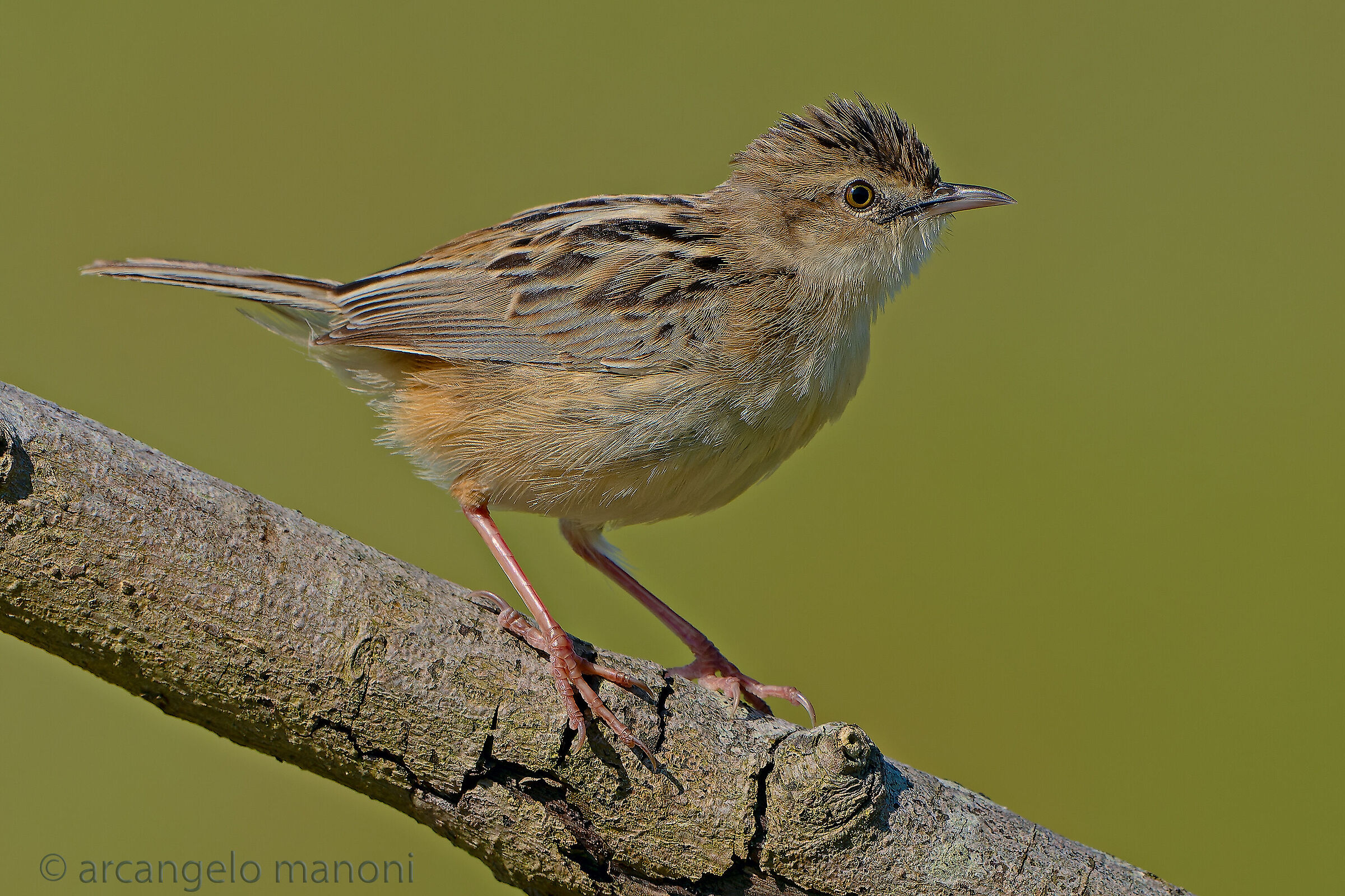 His little majesty the flycatcher