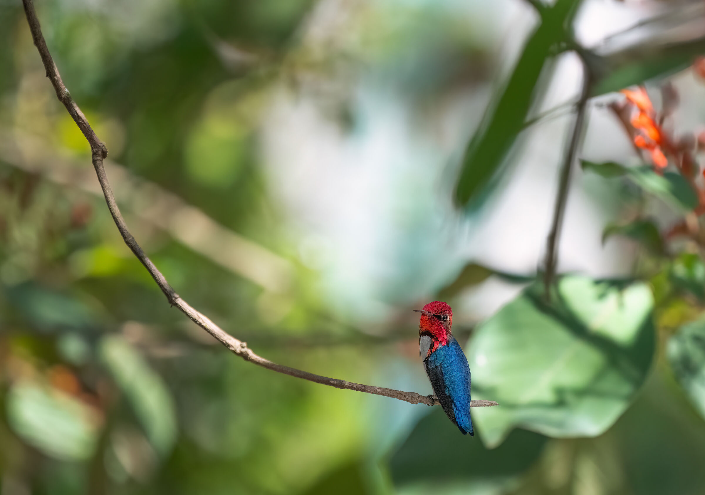 L'uccello più piccolo del mondo