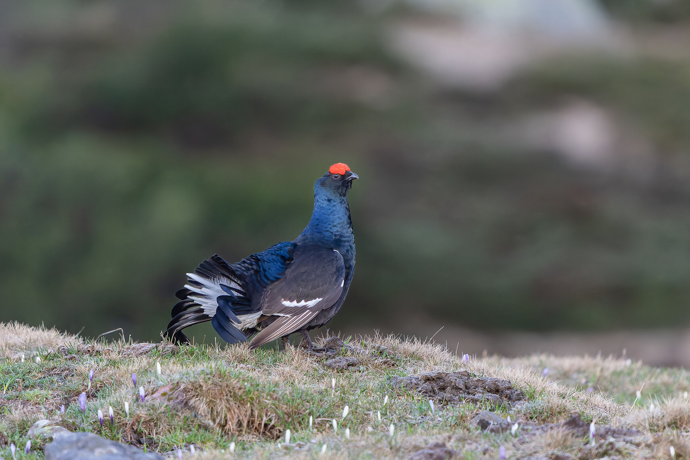 Gallo forcello alle prime luci