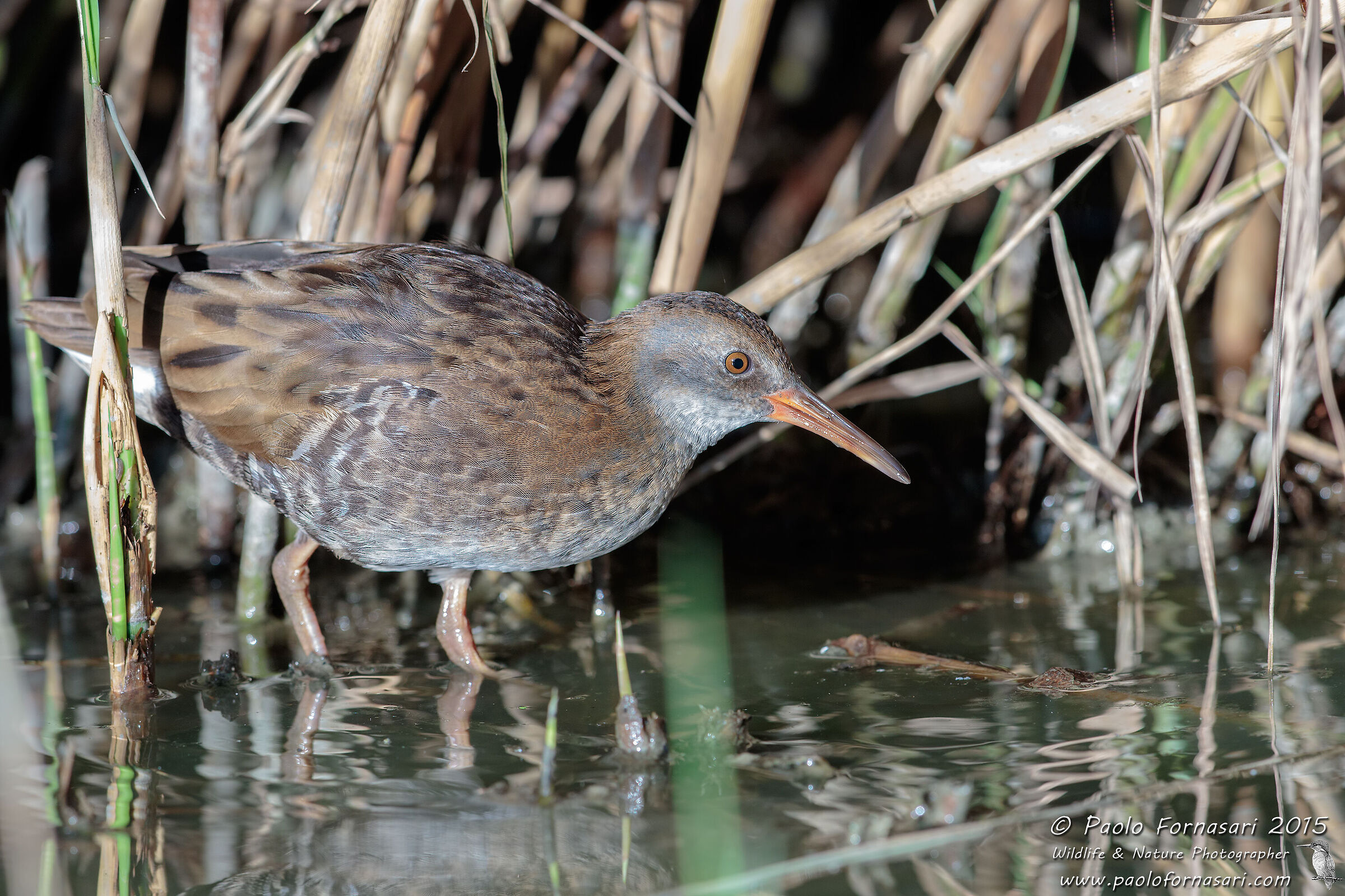 Quasi allo scoperto ...