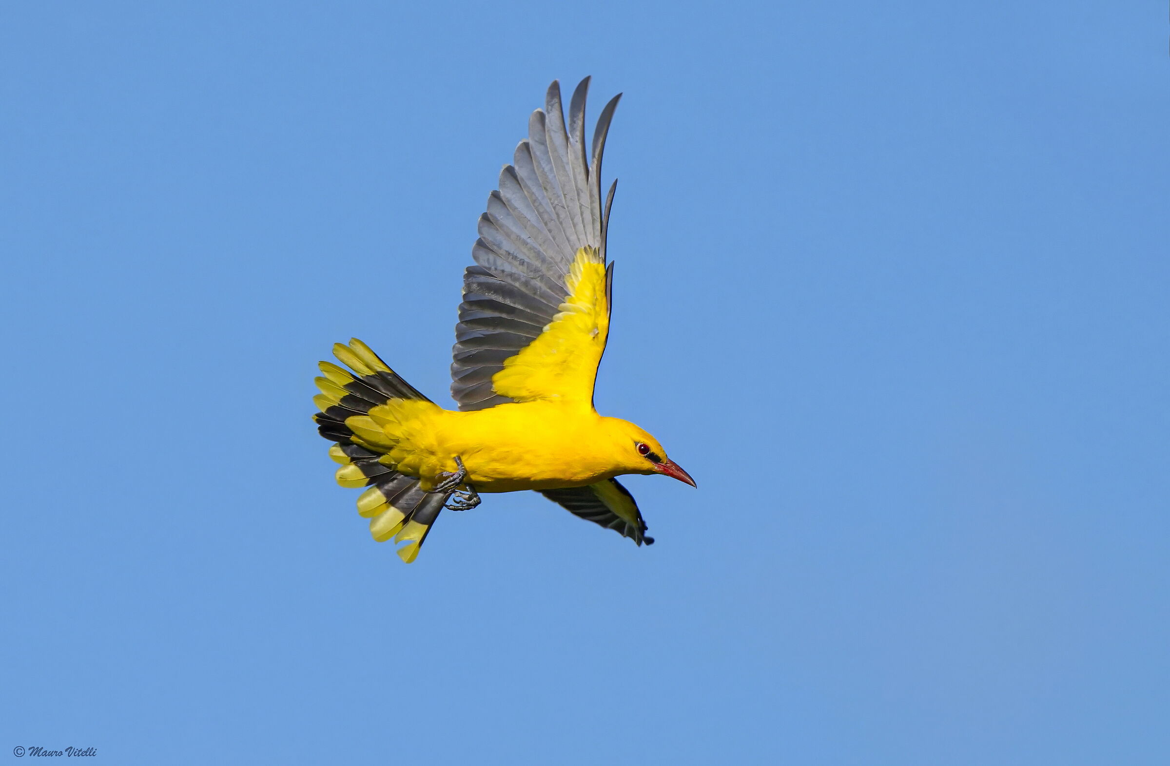 Golden Oriole (Oriolus oriolus)