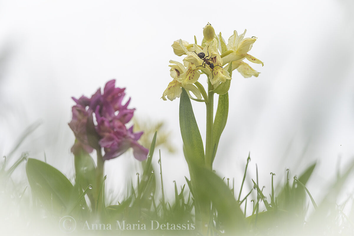 Dactylorhiza sambucina