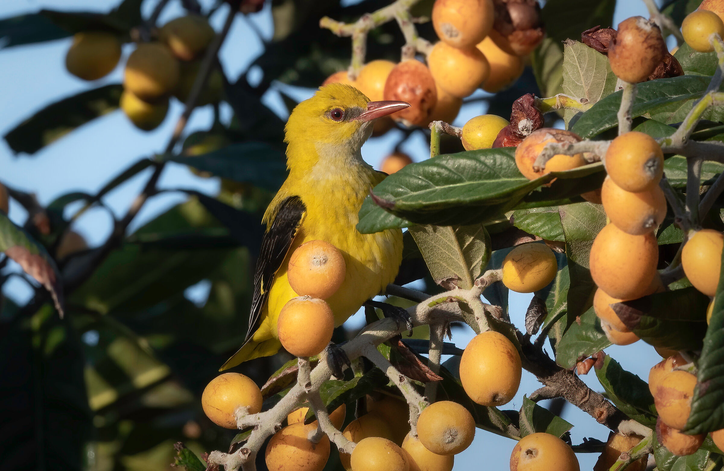 Golden oriole