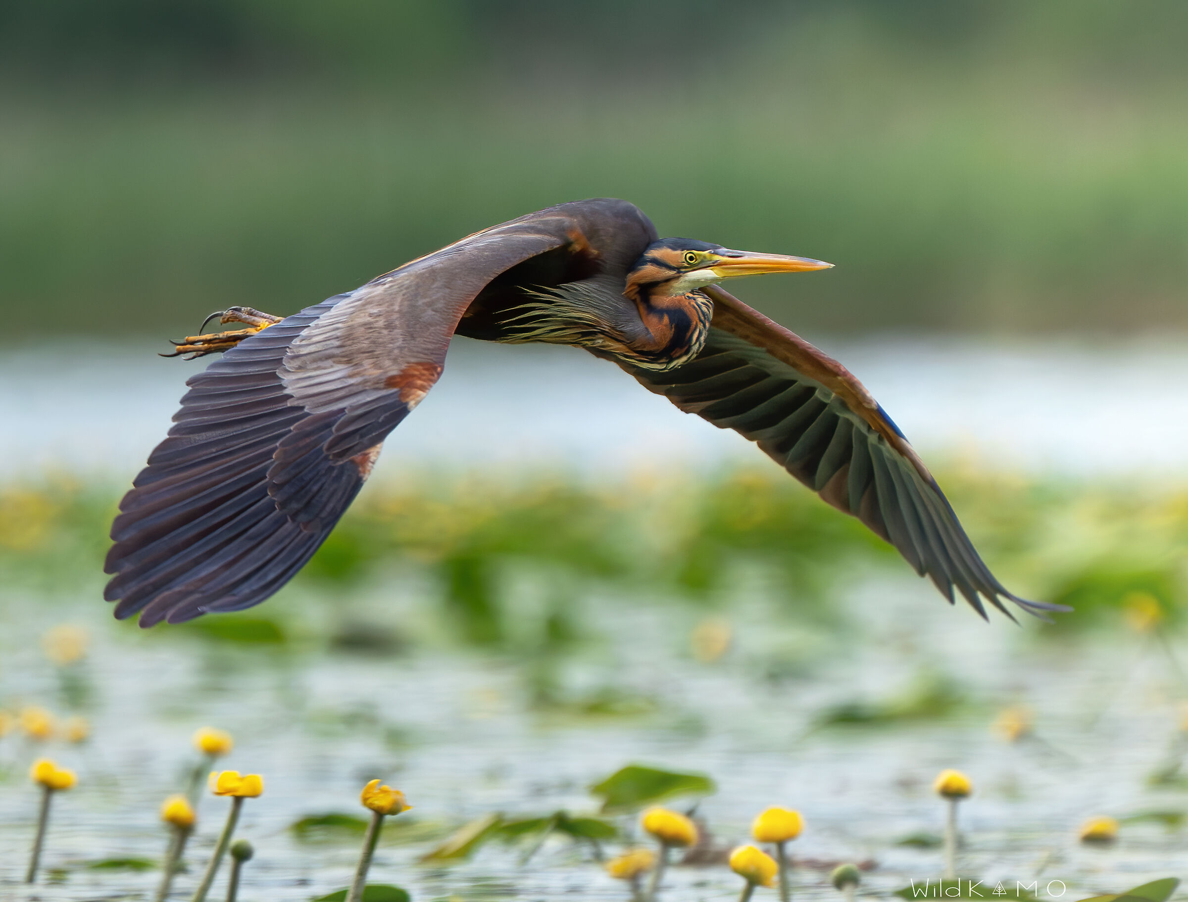 In Volo Sopra le Ninfe